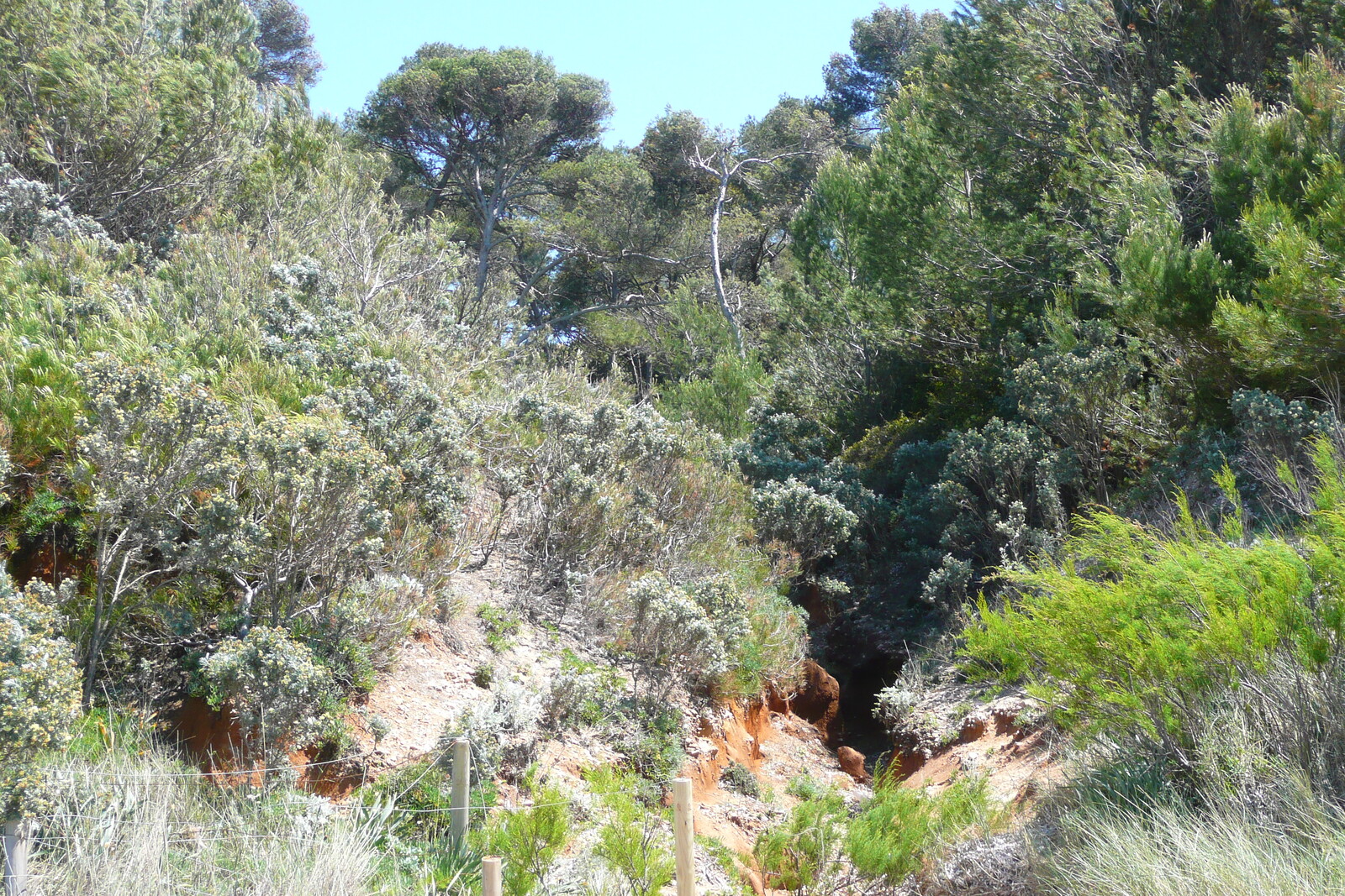 Photo France Ile de Porquerolles Plage de la Courtade 2008-05 42