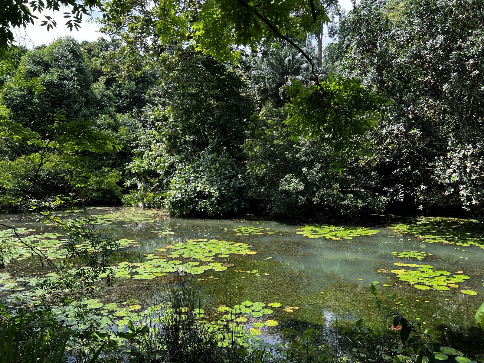 Photo Singapour Jardins botaniques de Singapore 2023-01 6