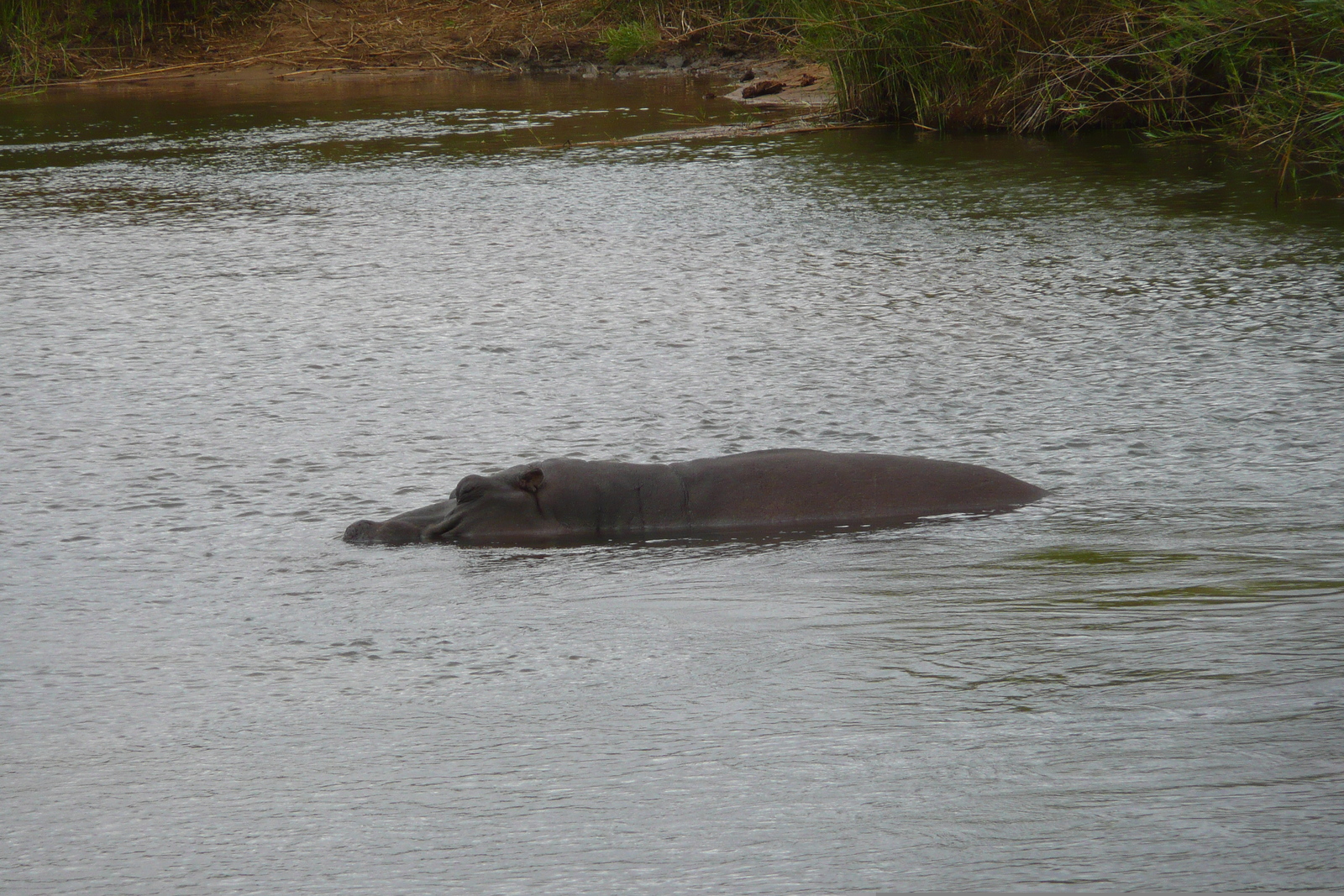 Photo Afrique du Sud Parc National Kruger Rivière Sable 2008-09 72