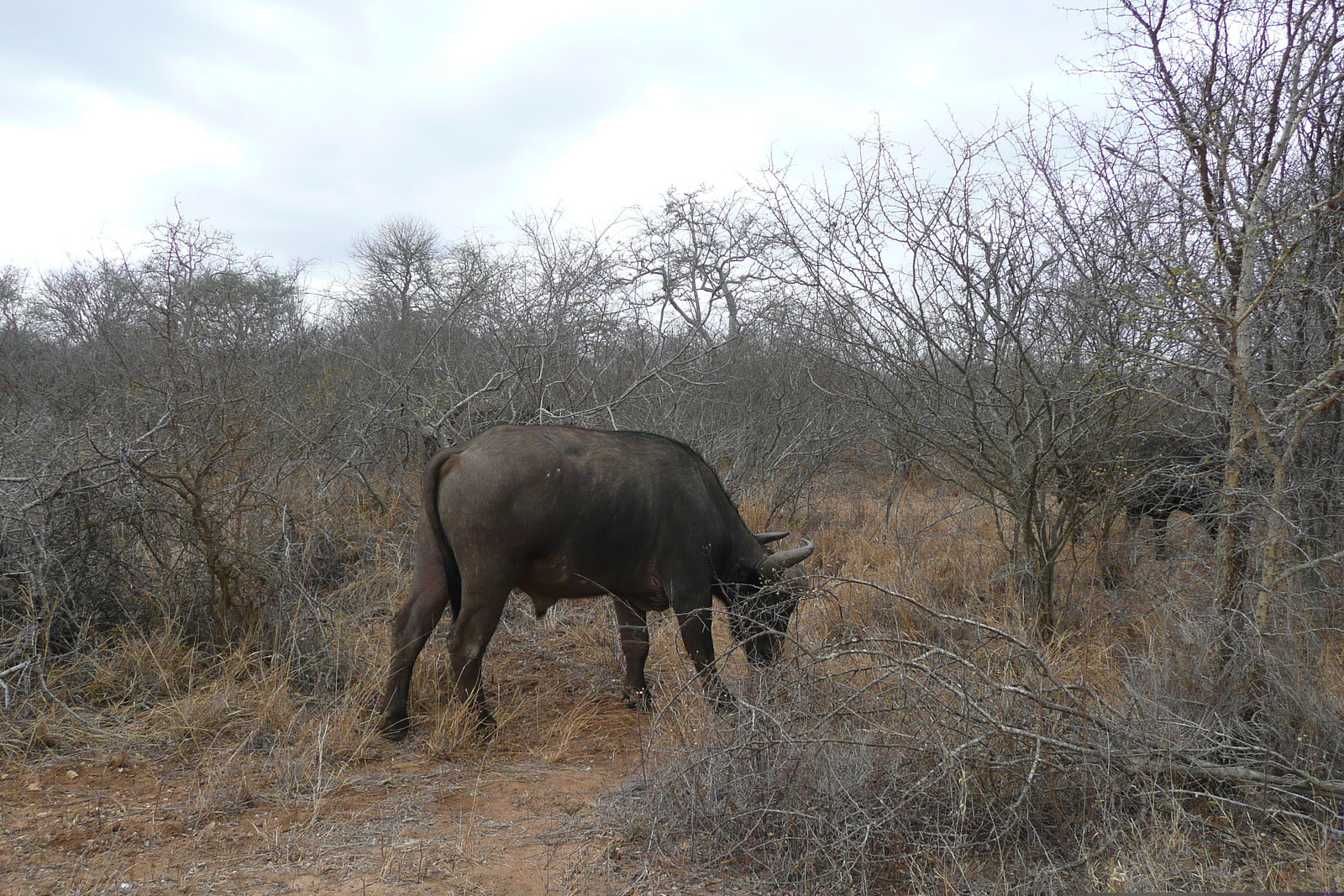 Photo Afrique du Sud Parc National Kruger Rivière Sable 2008-09 4
