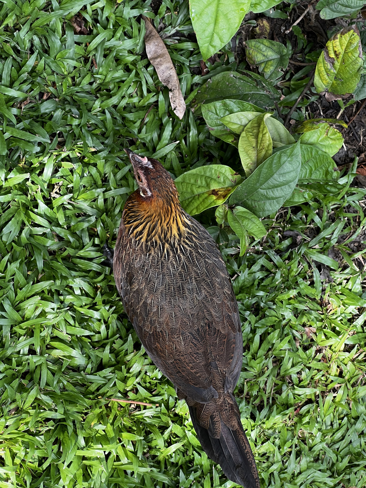 Photo Singapour Jardins botaniques de Singapore 2023-01 103