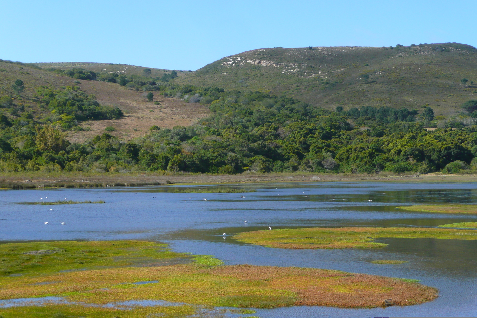 Photo Afrique du Sud Les Heads de Knysna 2008-09 39