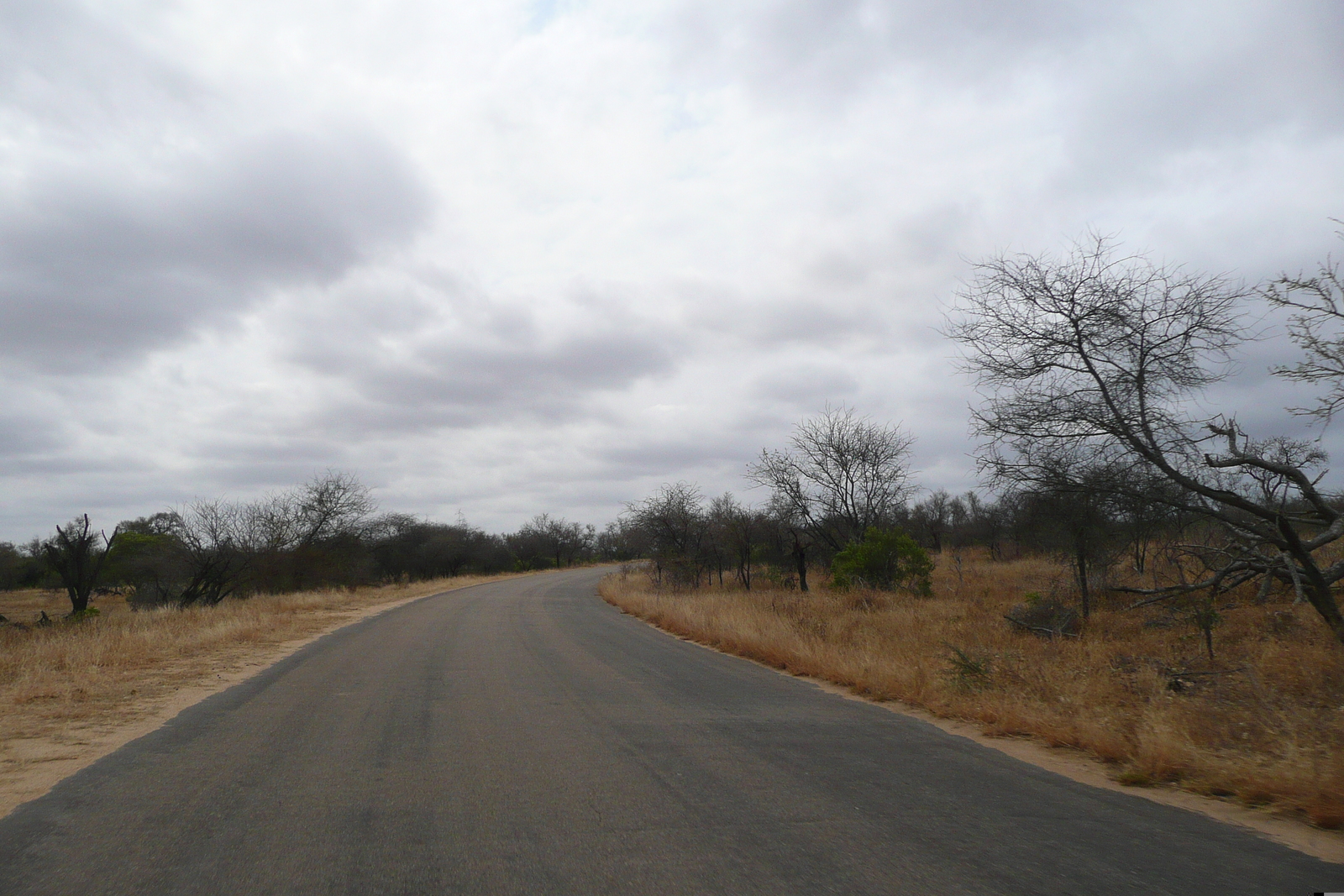Photo Afrique du Sud Parc National Kruger 2008-09 197