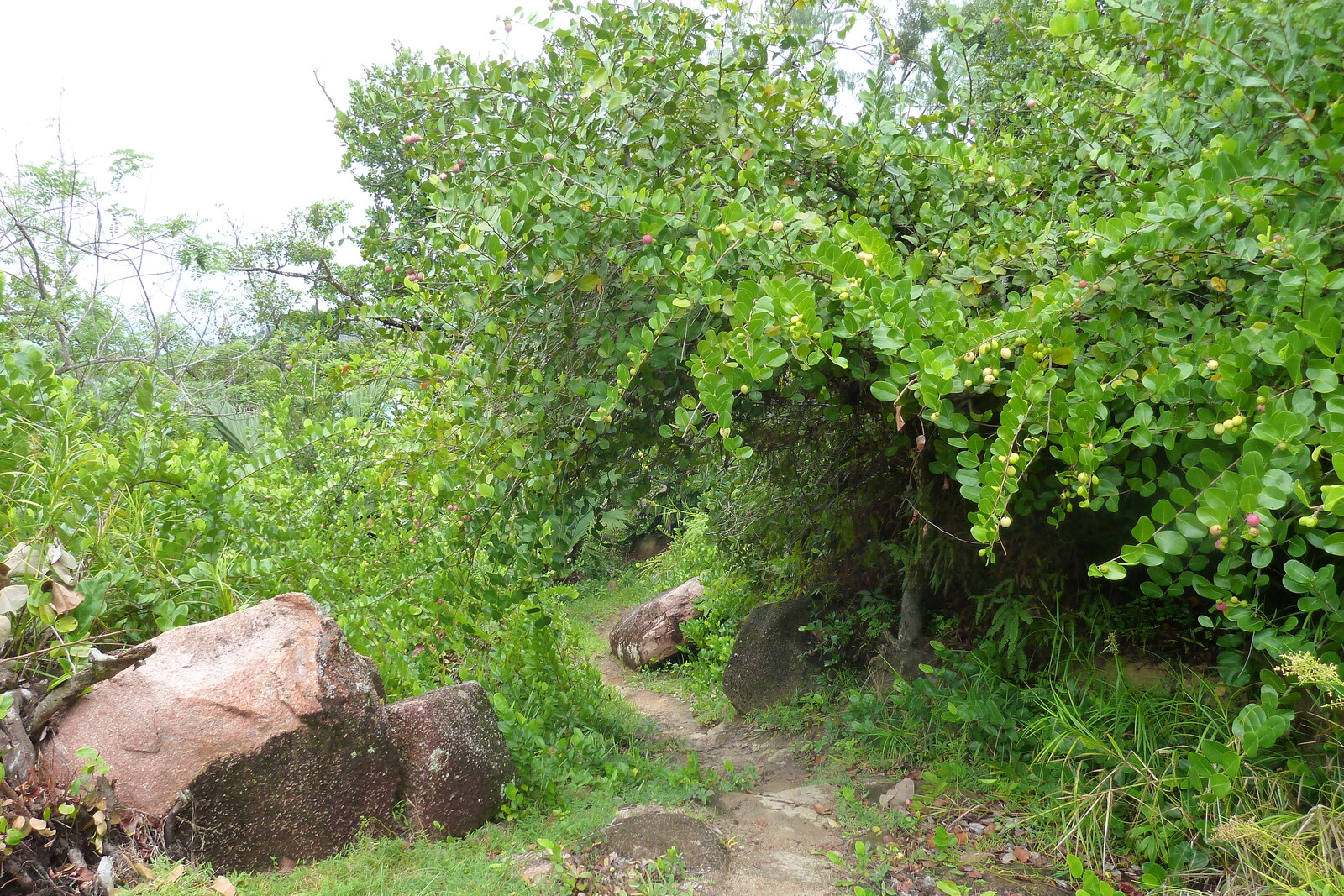 Photo Seychelles Anse Lazio 2011-10 113