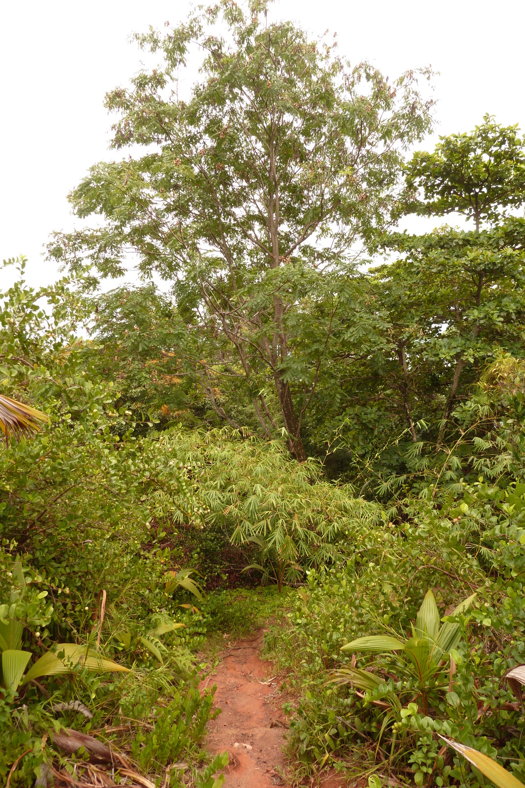 Photo Seychelles Anse Lazio 2011-10 82