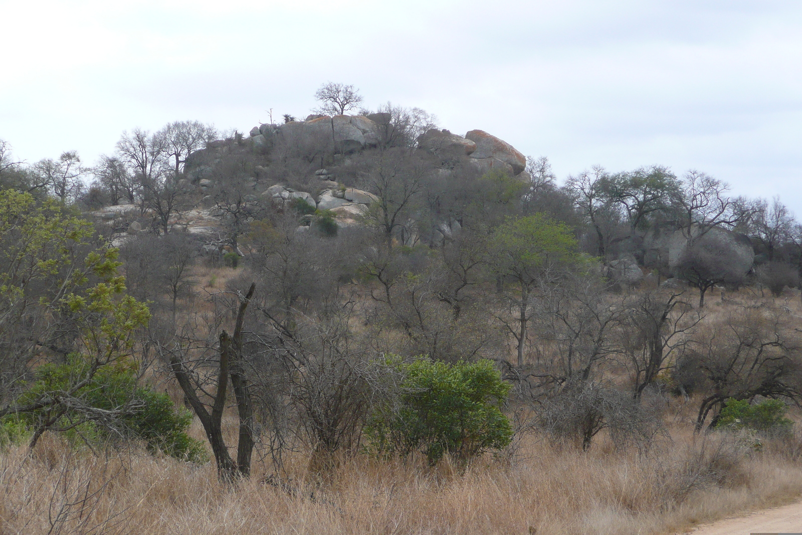 Photo Afrique du Sud Parc National Kruger 2008-09 13