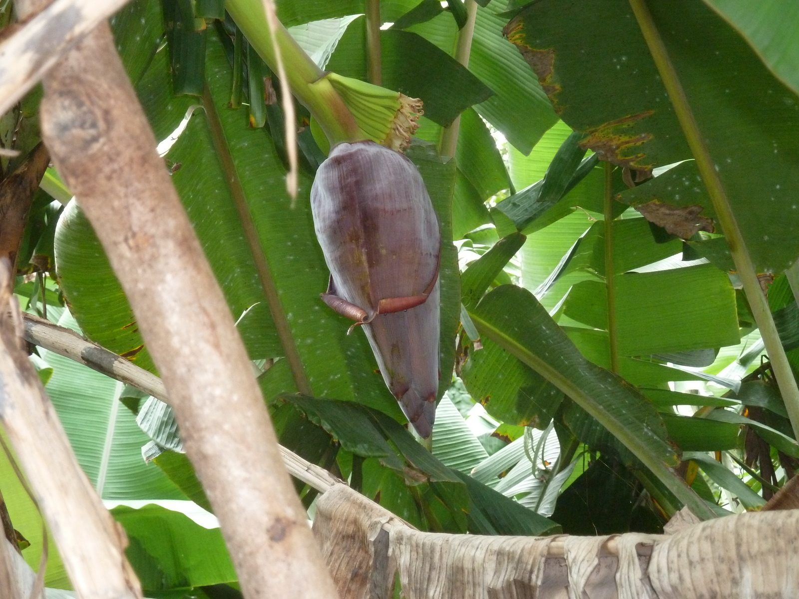 Photo Seychelles La Digue 2011-10 236