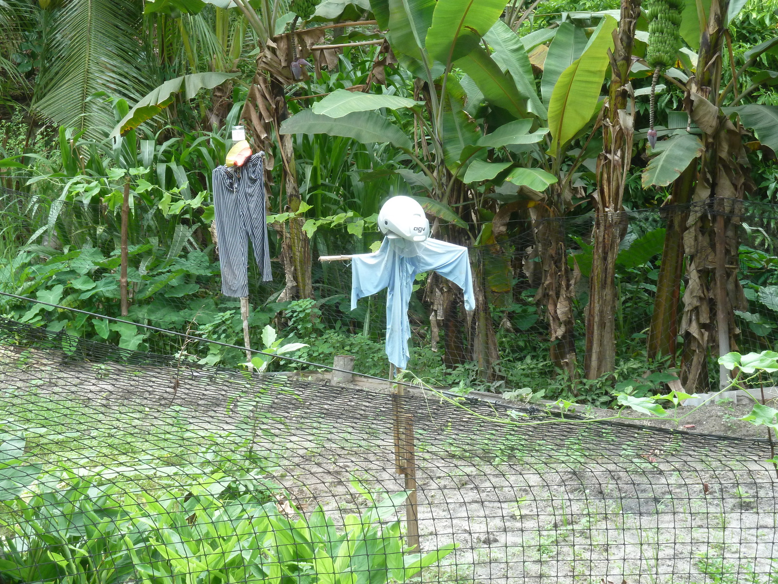 Photo Seychelles La Digue 2011-10 231
