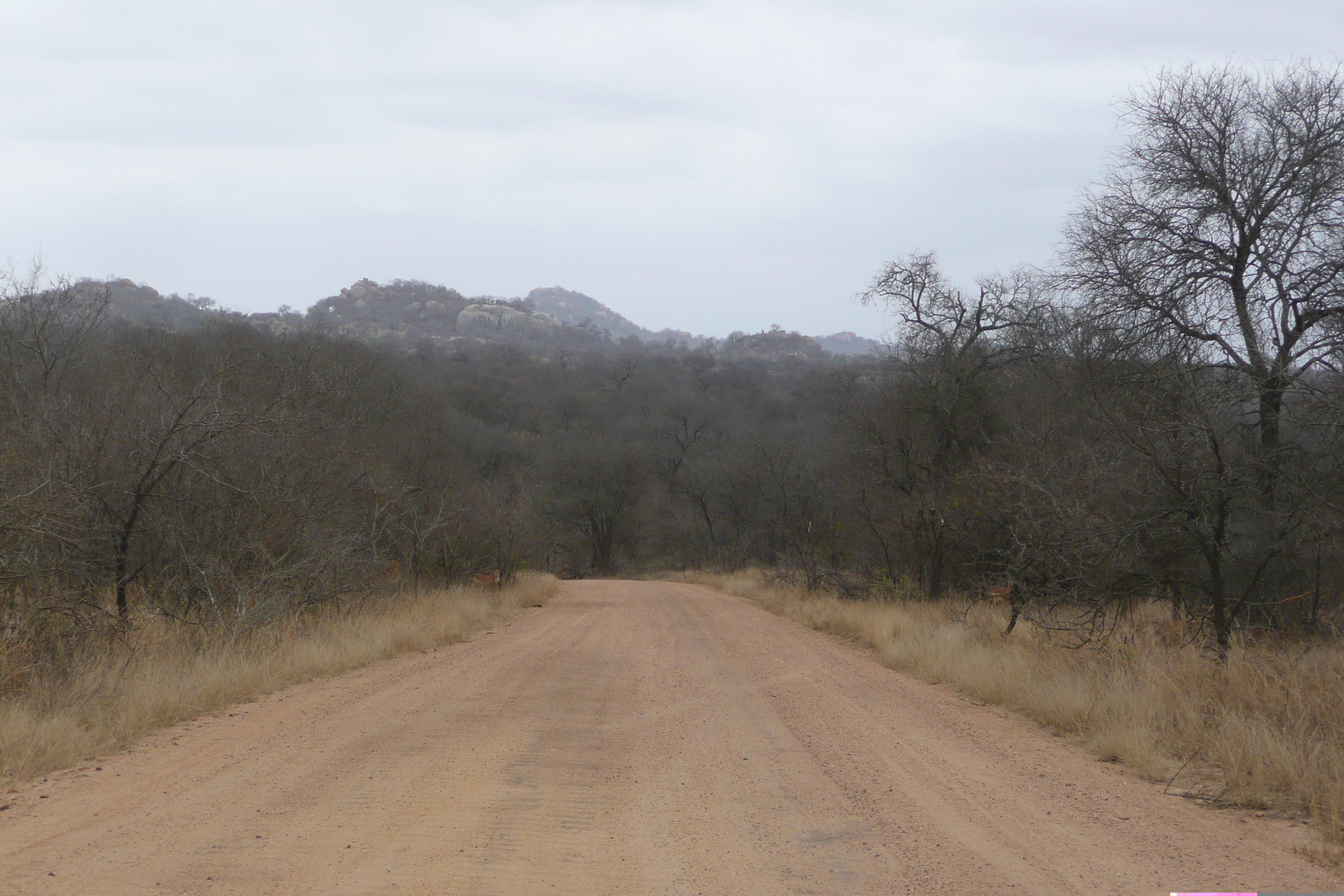 Photo Afrique du Sud Parc National Kruger 2008-09 73