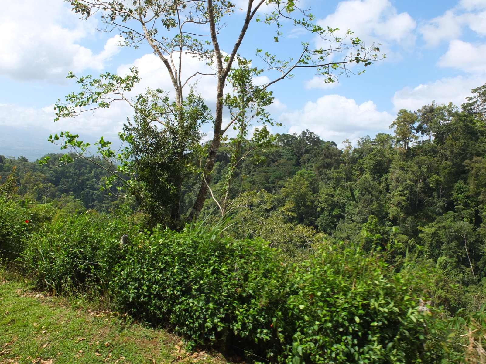 Photo Costa Rica Turrialba 2015-03 58