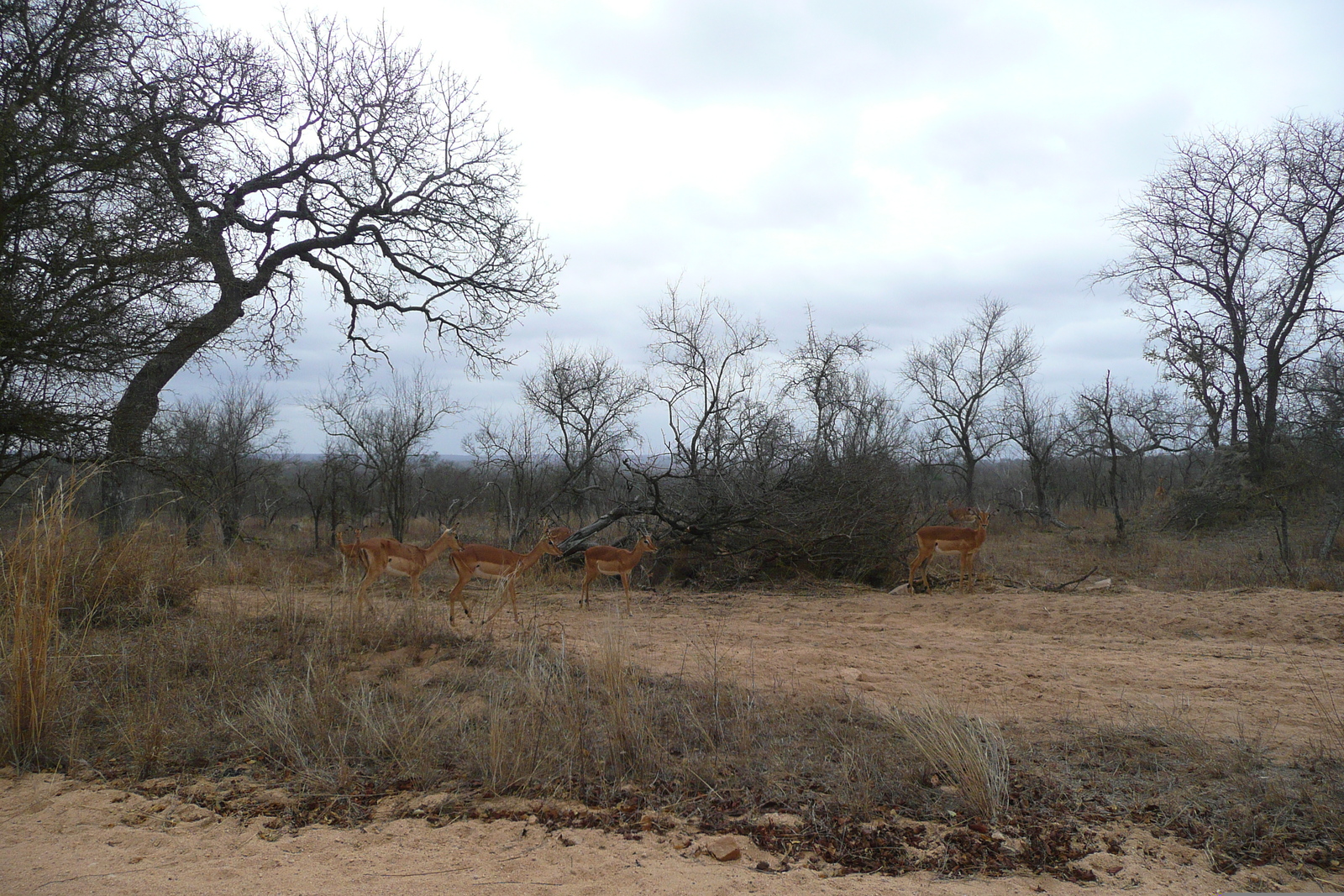 Photo Afrique du Sud Parc National Kruger 2008-09 52