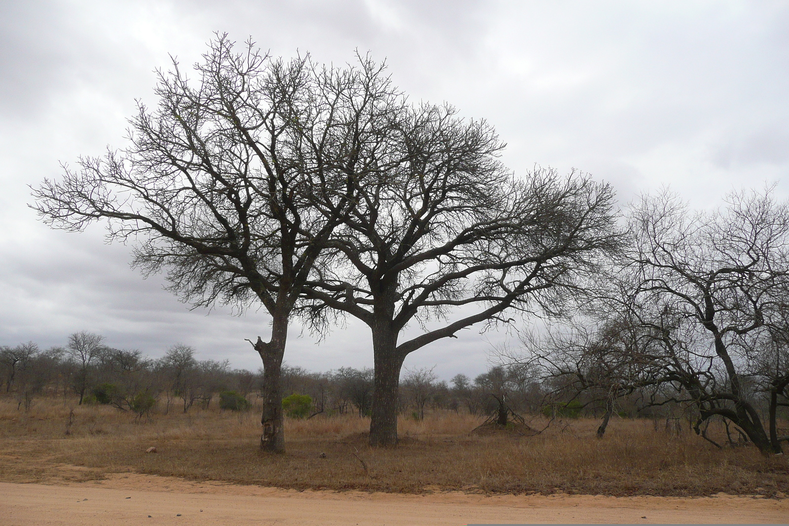 Photo Afrique du Sud Parc National Kruger 2008-09 32