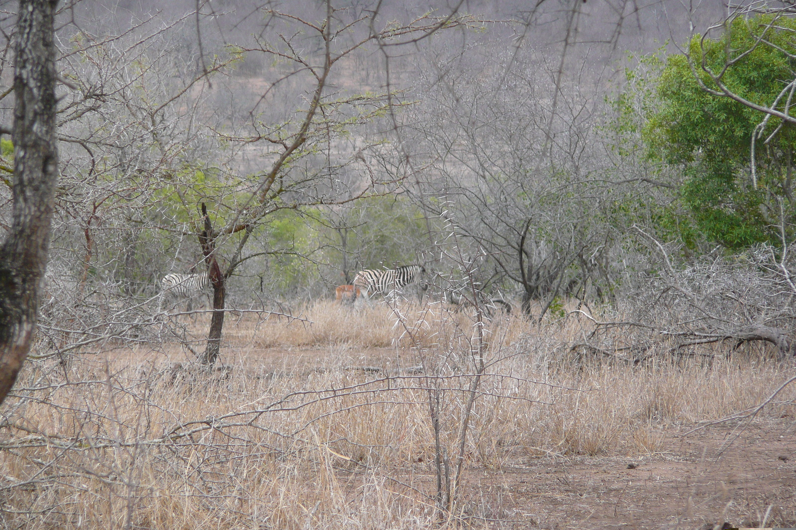 Photo Afrique du Sud Parc National Kruger Mpondo 2008-09 12