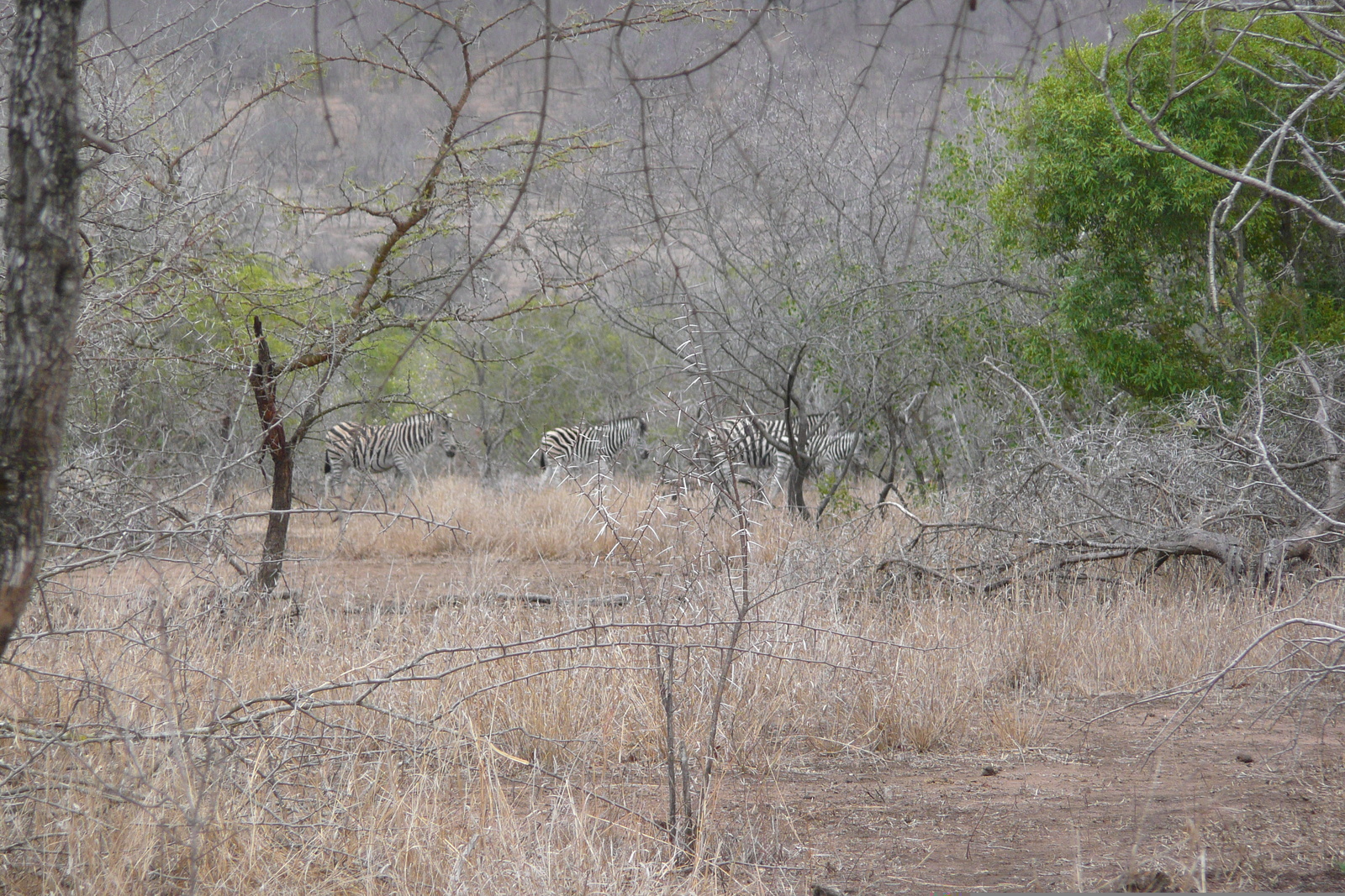 Photo Afrique du Sud Parc National Kruger Mpondo 2008-09 6