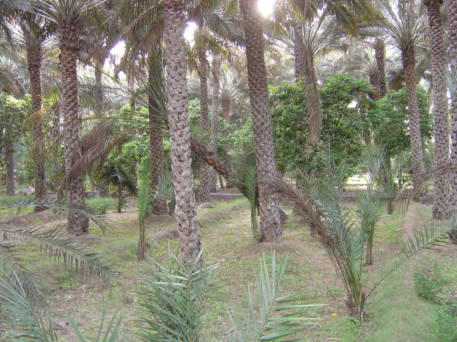 Photo Émirats arabes unis Al Ain Oasis 2005-03 7