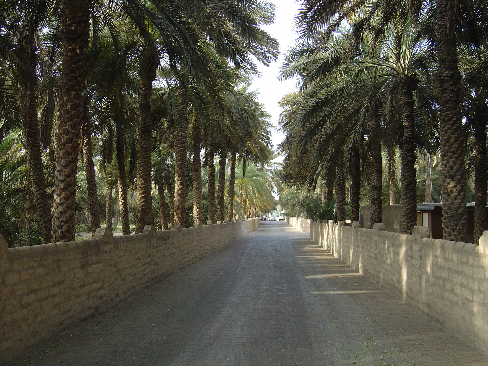 Photo Émirats arabes unis Al Ain Oasis 2005-03 1