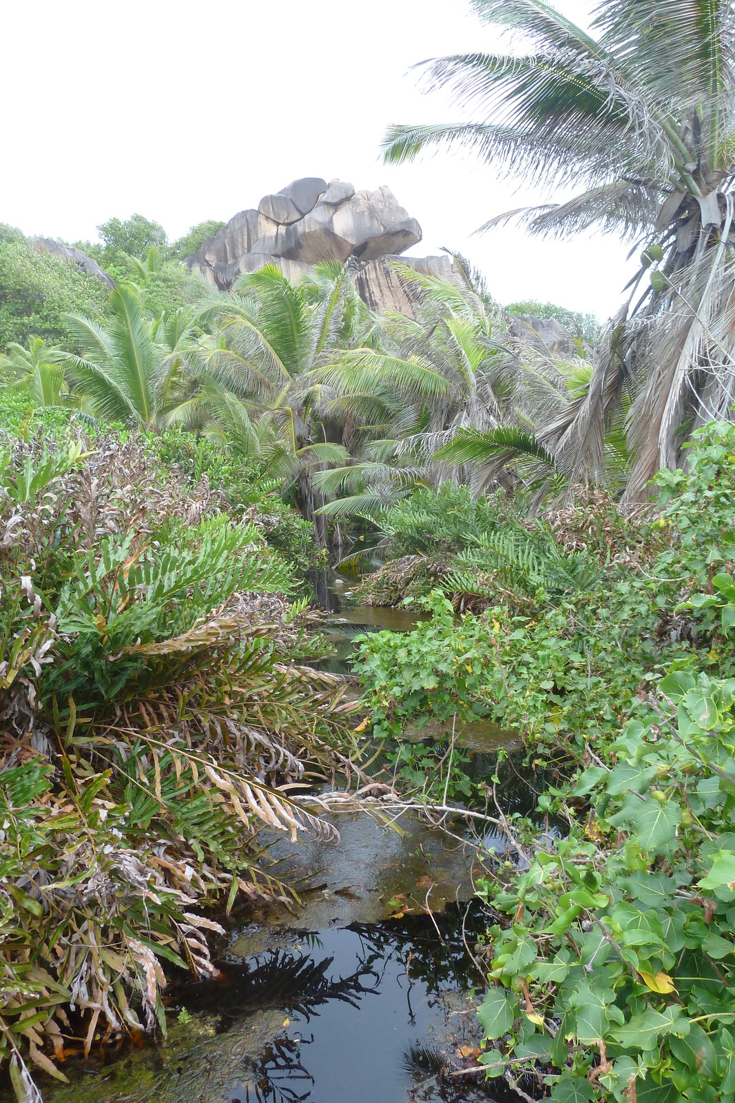 Photo Seychelles La Digue 2011-10 237