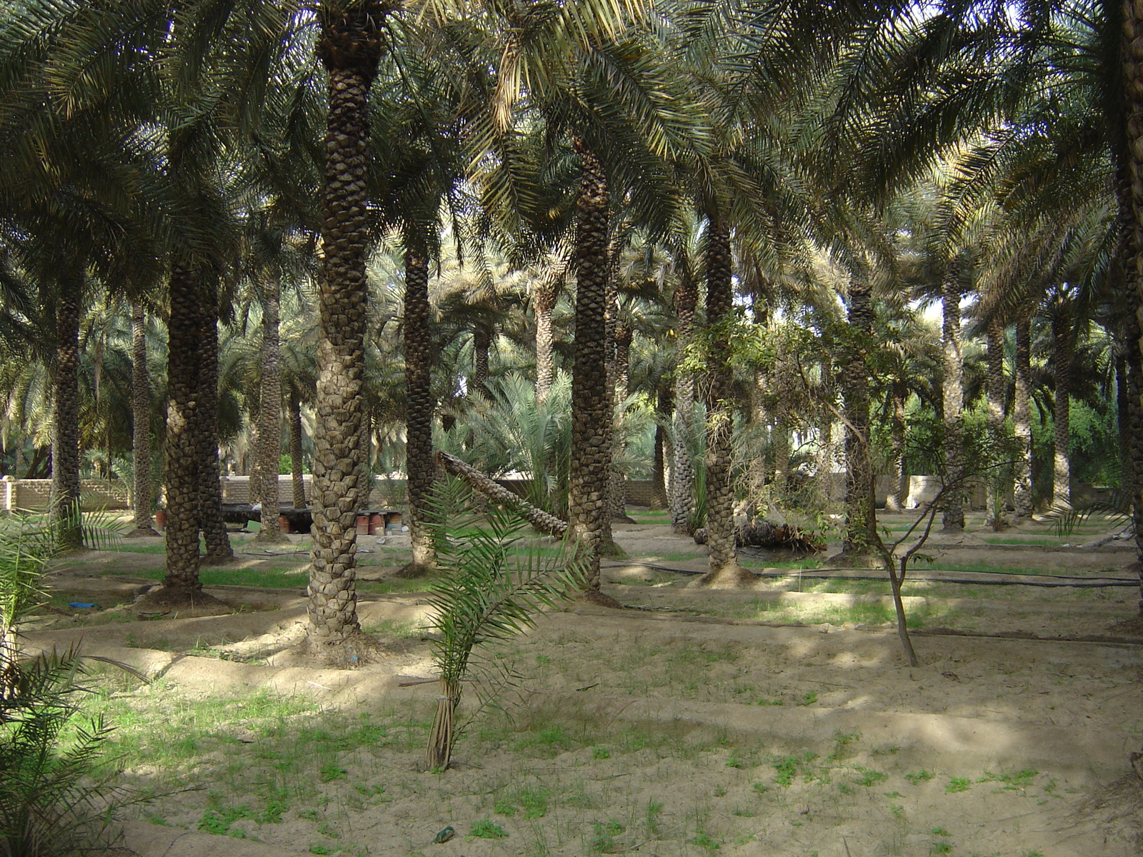 Photo Émirats arabes unis Al Ain Oasis 2005-03 2
