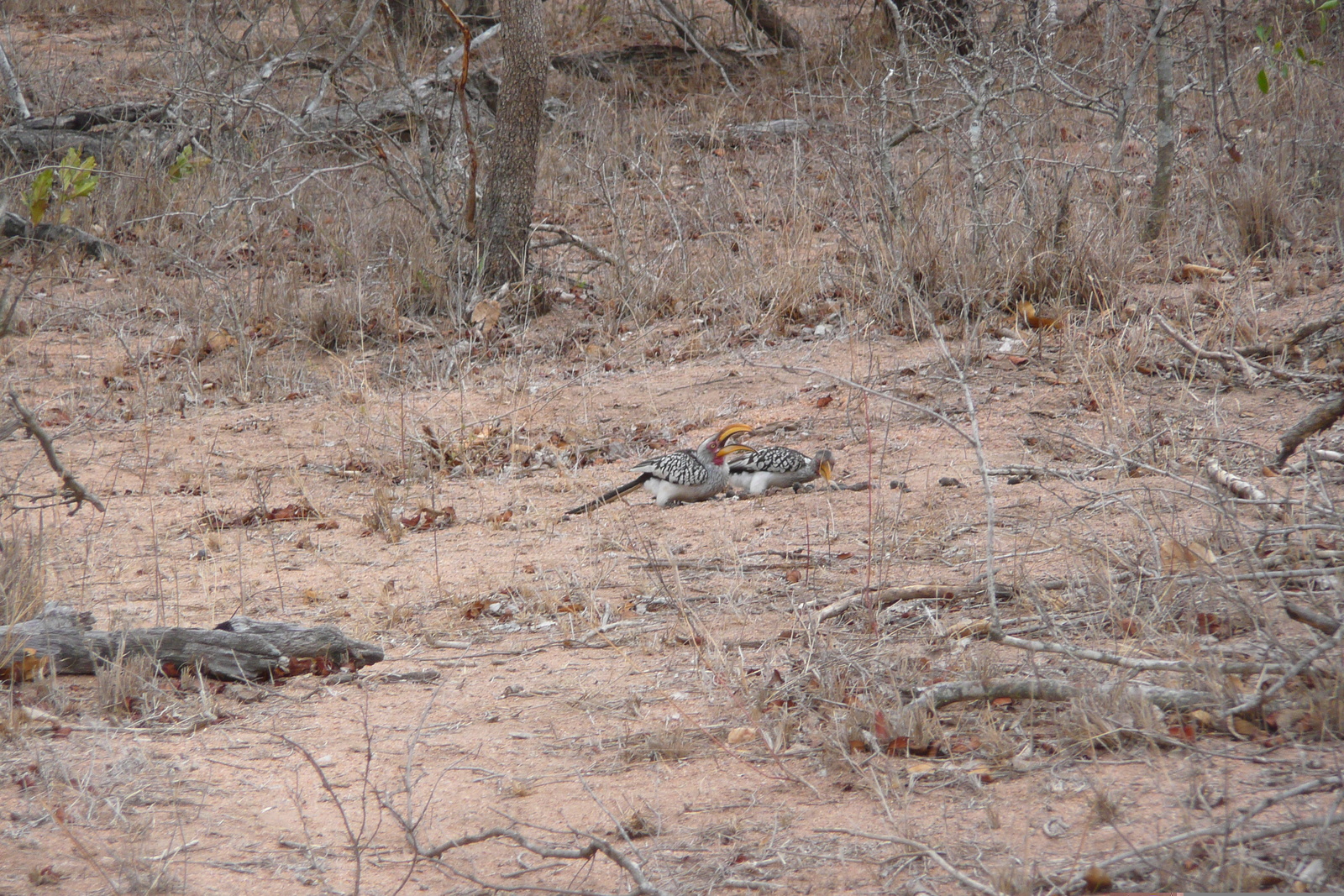 Photo Afrique du Sud Parc National Kruger Mpondo 2008-09 37