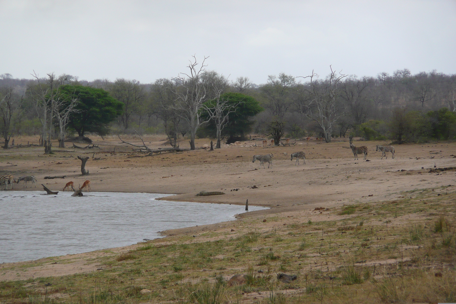 Photo Afrique du Sud Parc National Kruger Mpondo 2008-09 42