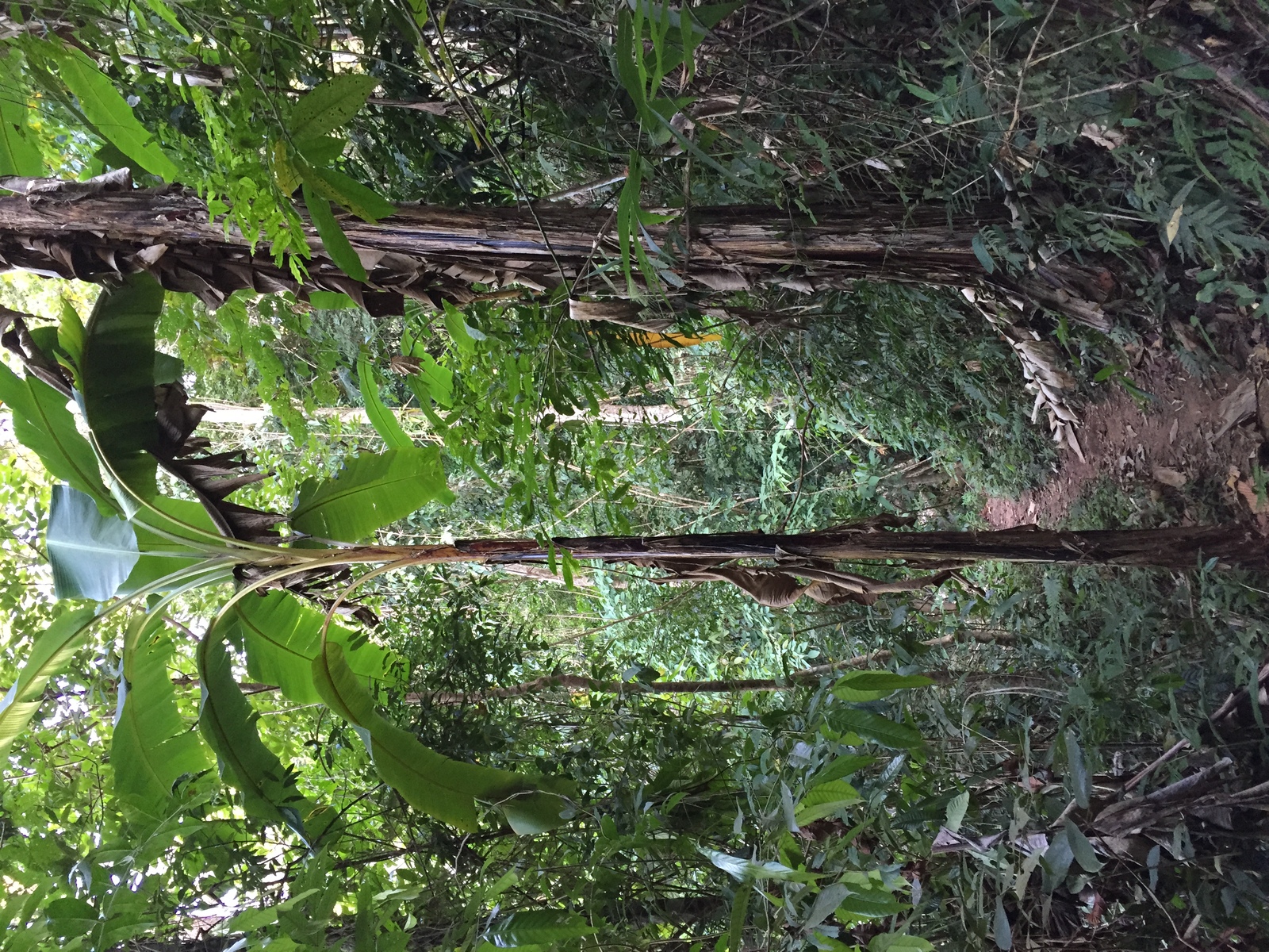 Photo Thaïlande Parc National Phu Hin Rong Kla 2014-12 174