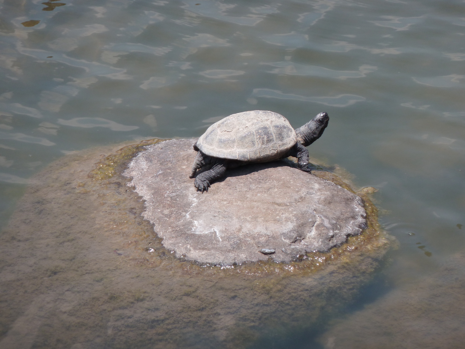 Photo Japon Tokyo Jardins Kyu Shiba rikyu 2010-06 29