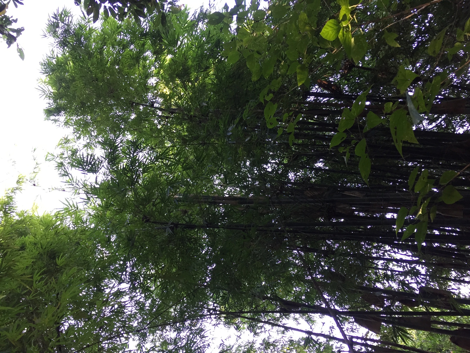 Photo Thaïlande Parc National Phu Hin Rong Kla 2014-12 181
