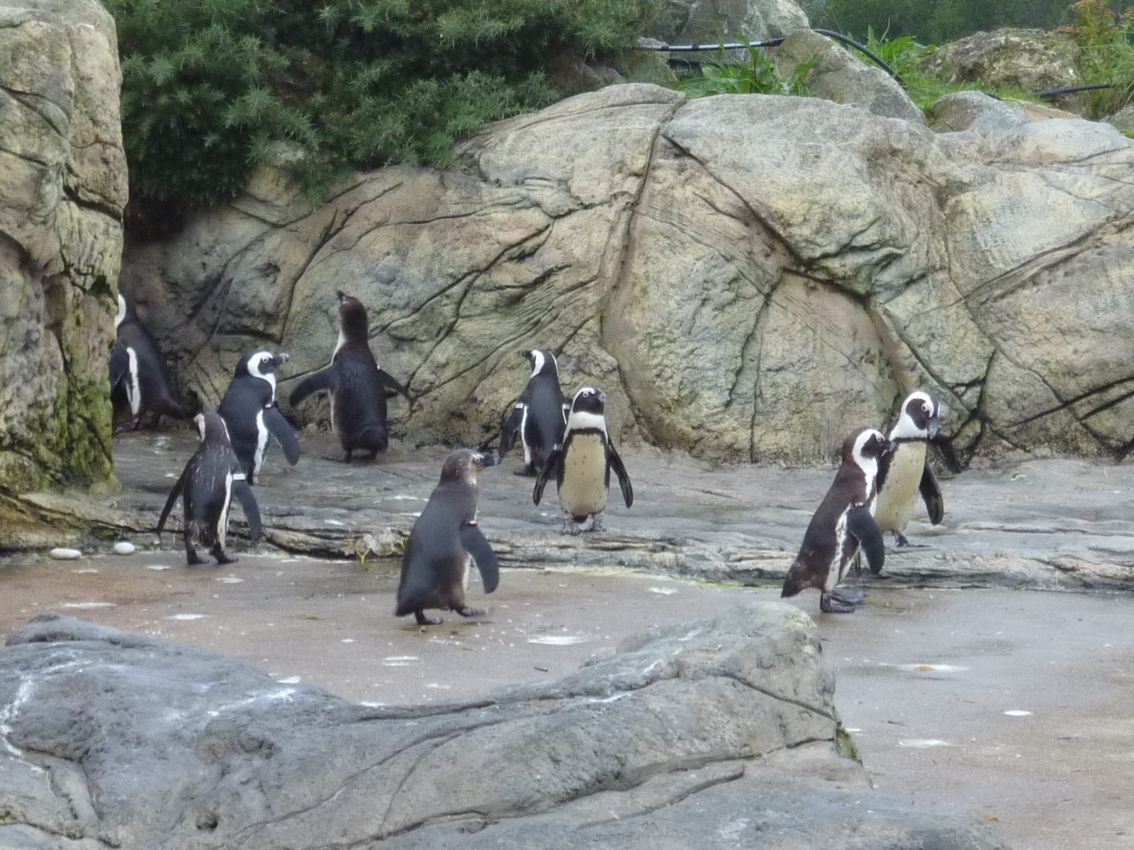 Photo France Le Croisic Ocearium 2009-10 0
