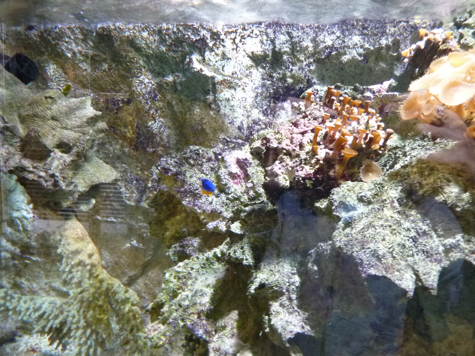 Photo France Le Croisic Ocearium 2009-10 12