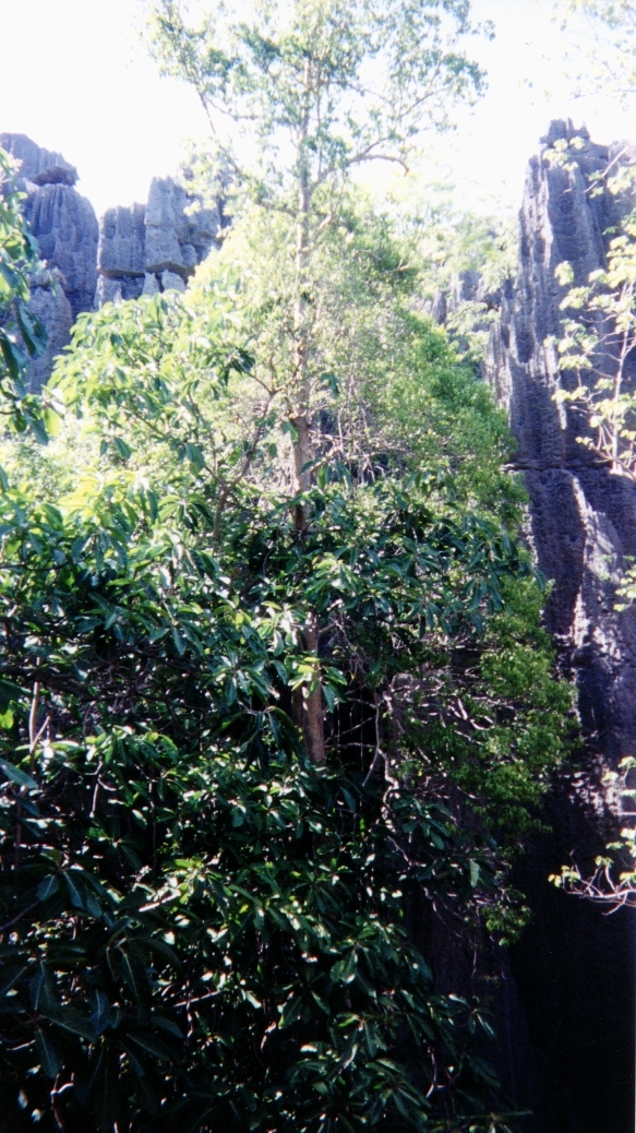 Photo Madagascar Tsingy 1999-10 9
