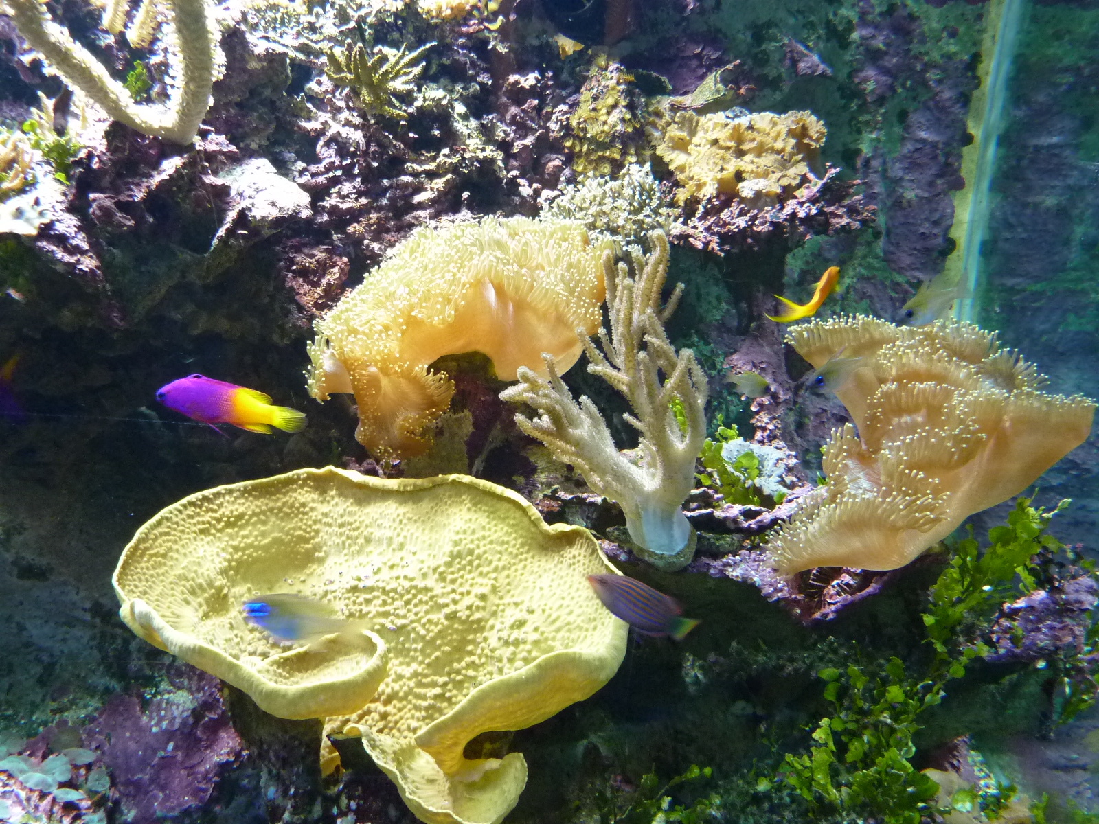 Photo France Le Croisic Ocearium 2009-10 8