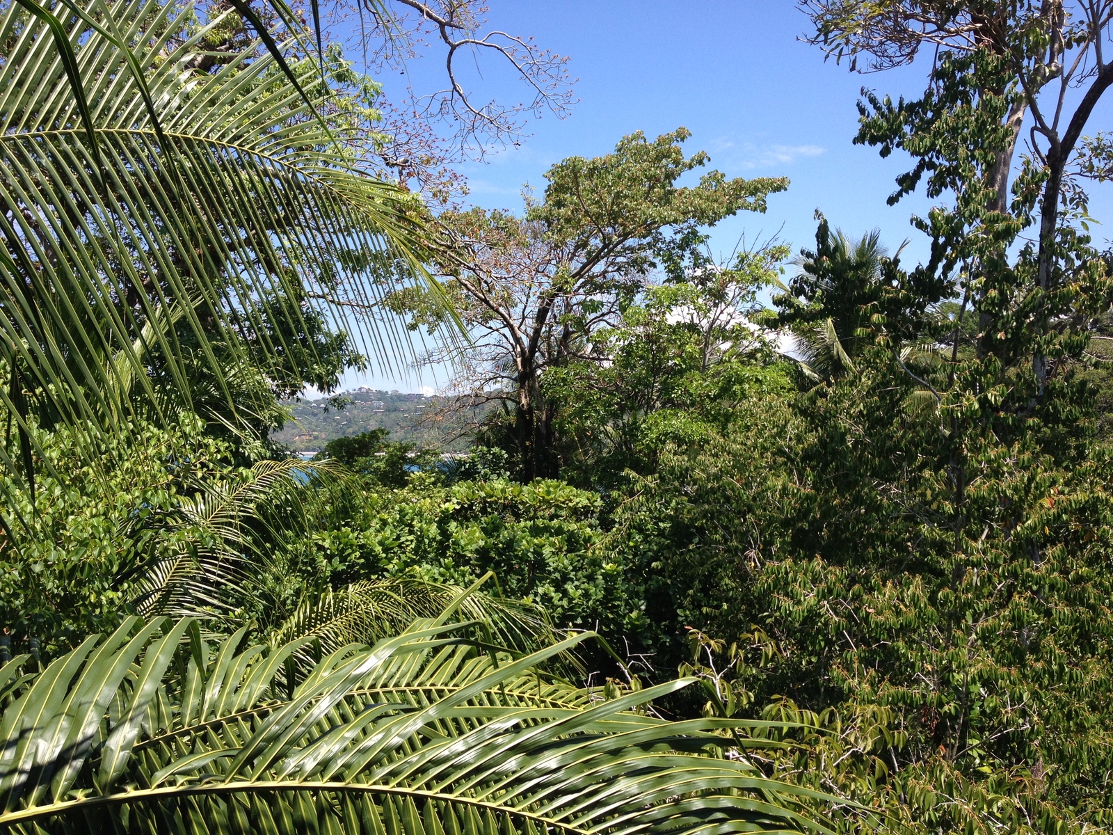 Photo Costa Rica Parc Manuel Antonio 2015-03 213