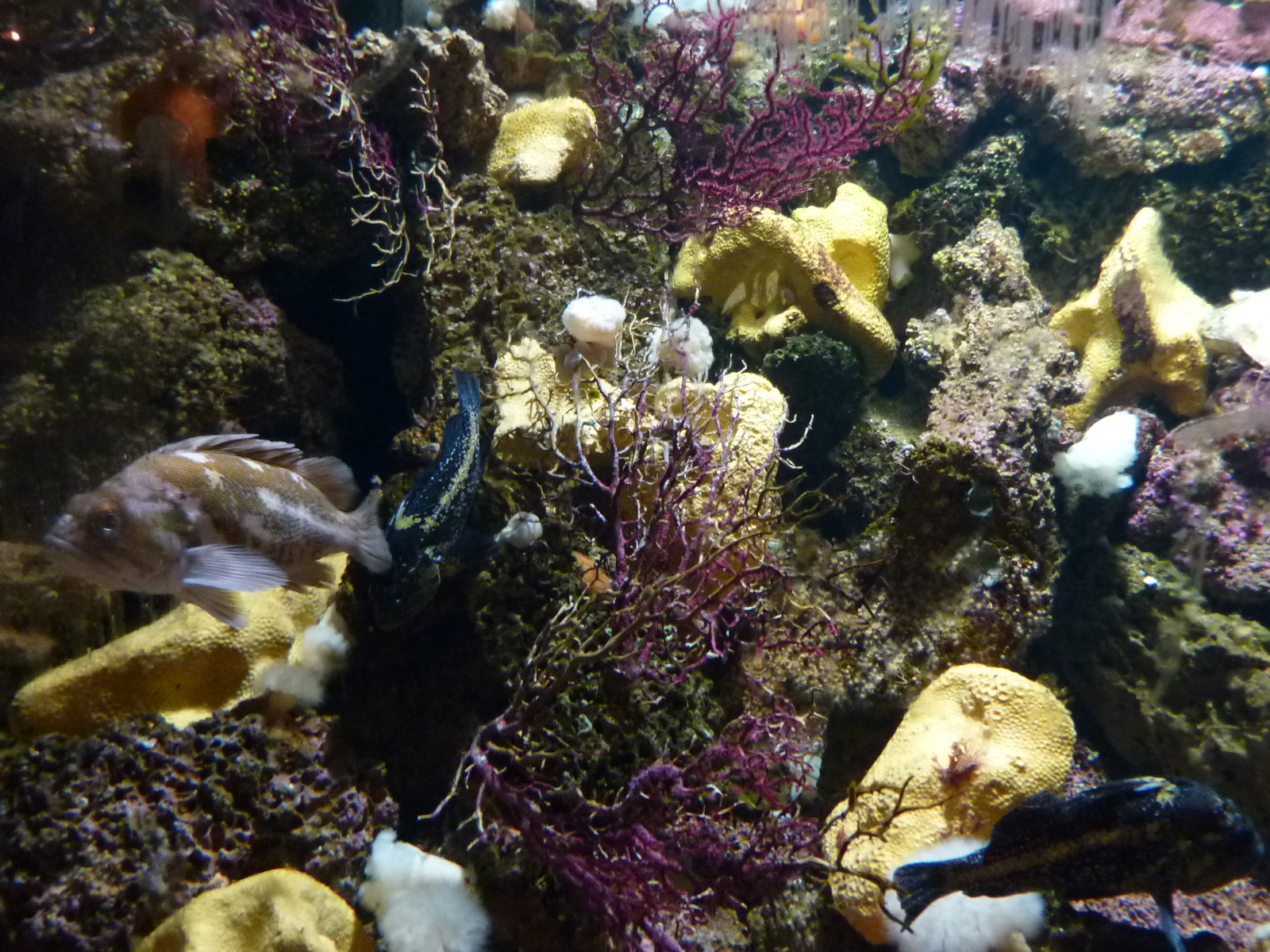 Photo France Le Croisic Ocearium 2009-10 11