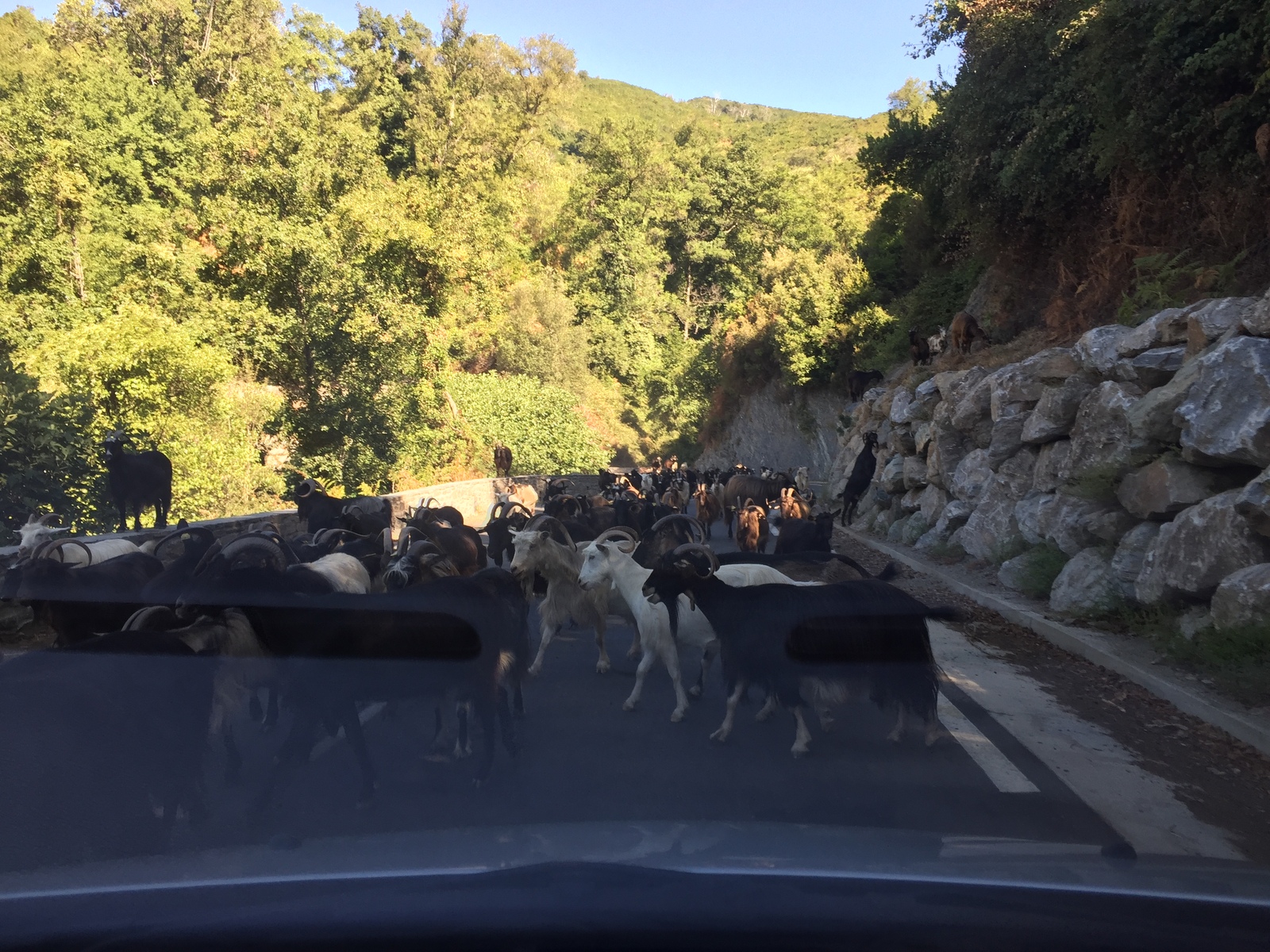 Photo France Corse Felce 2017-09 1
