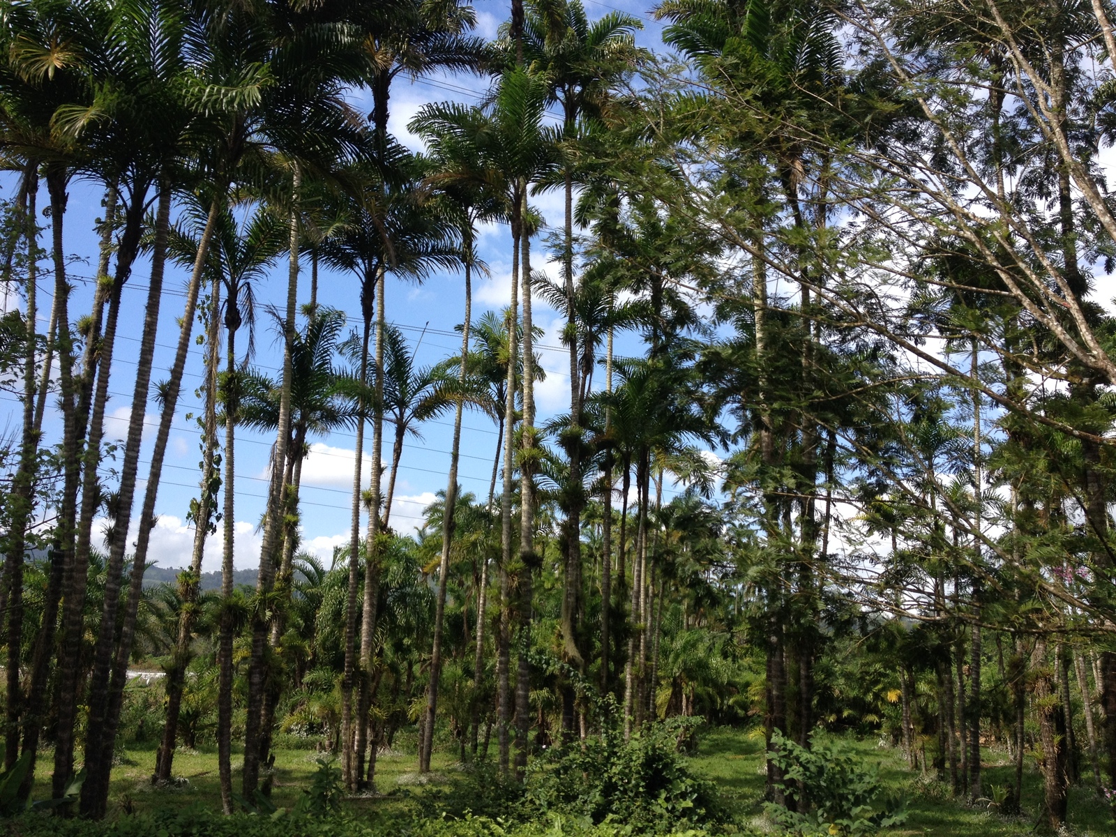 Photo Costa Rica Turrialba 2015-03 63