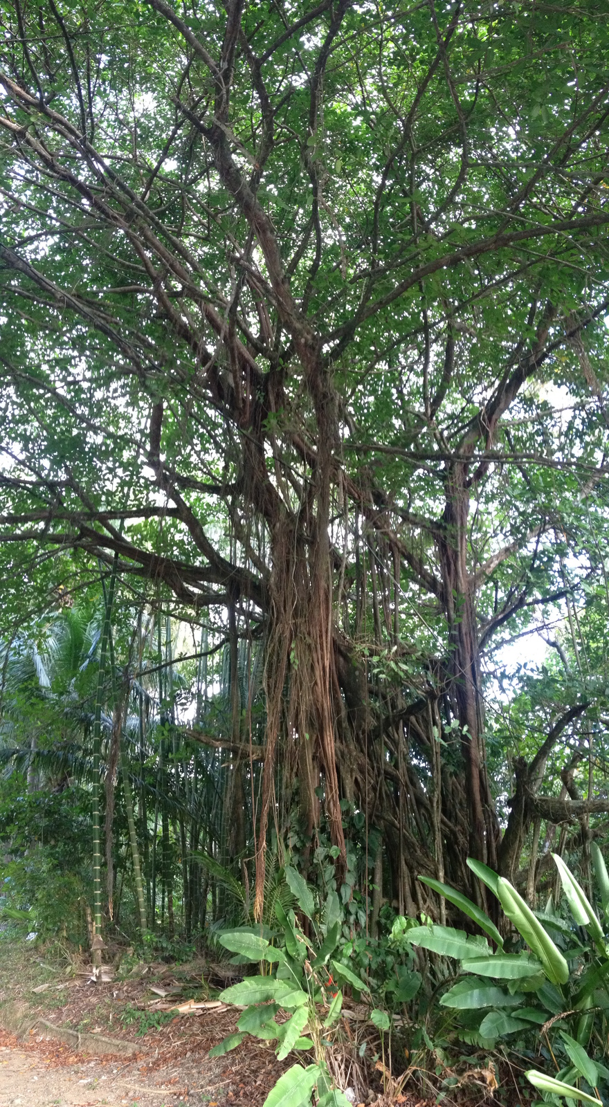 Photo Costa Rica Dominical 2015-03 120