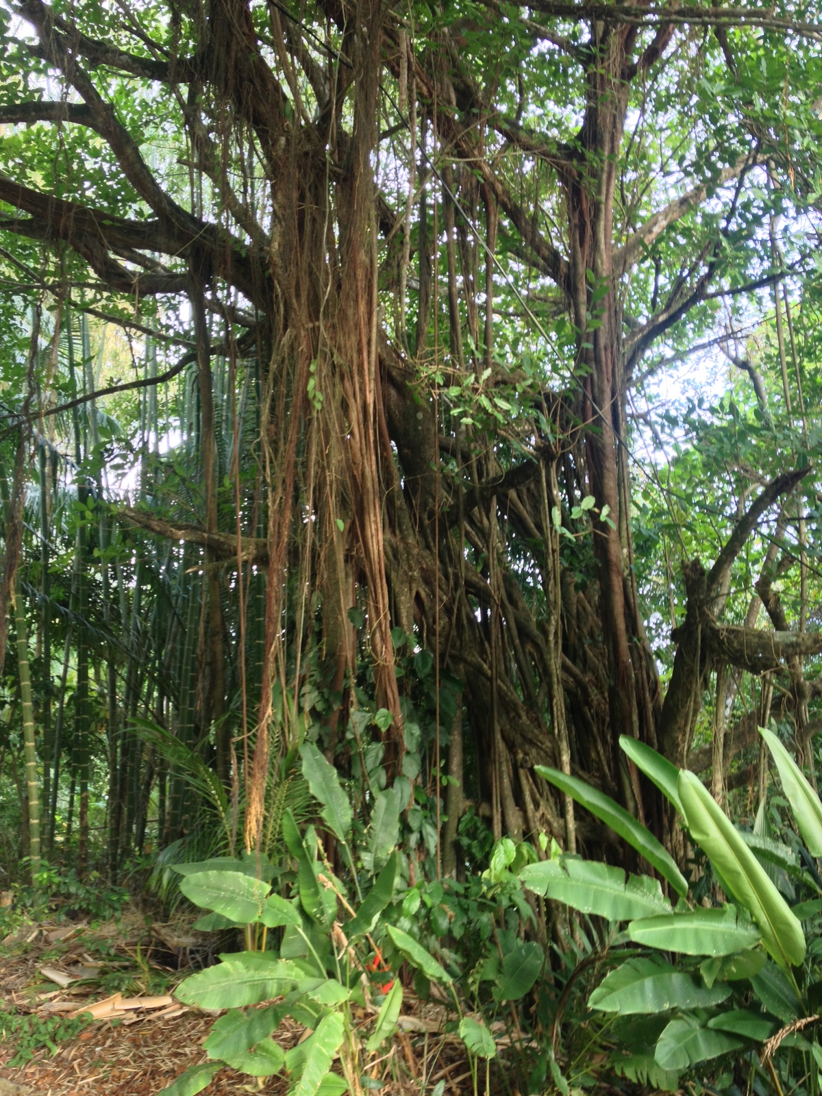 Photo Costa Rica Dominical 2015-03 65