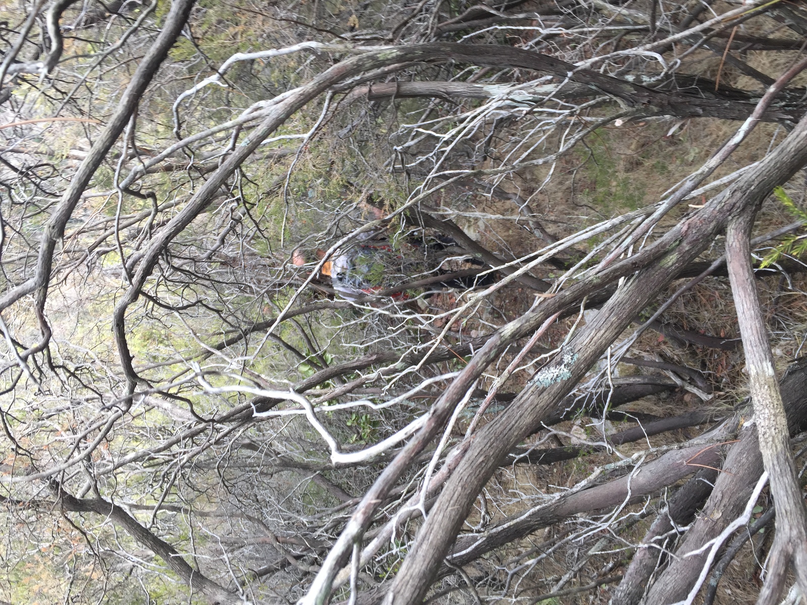 Photo France Corse Cascades de Purcaraccia 2017-09 141