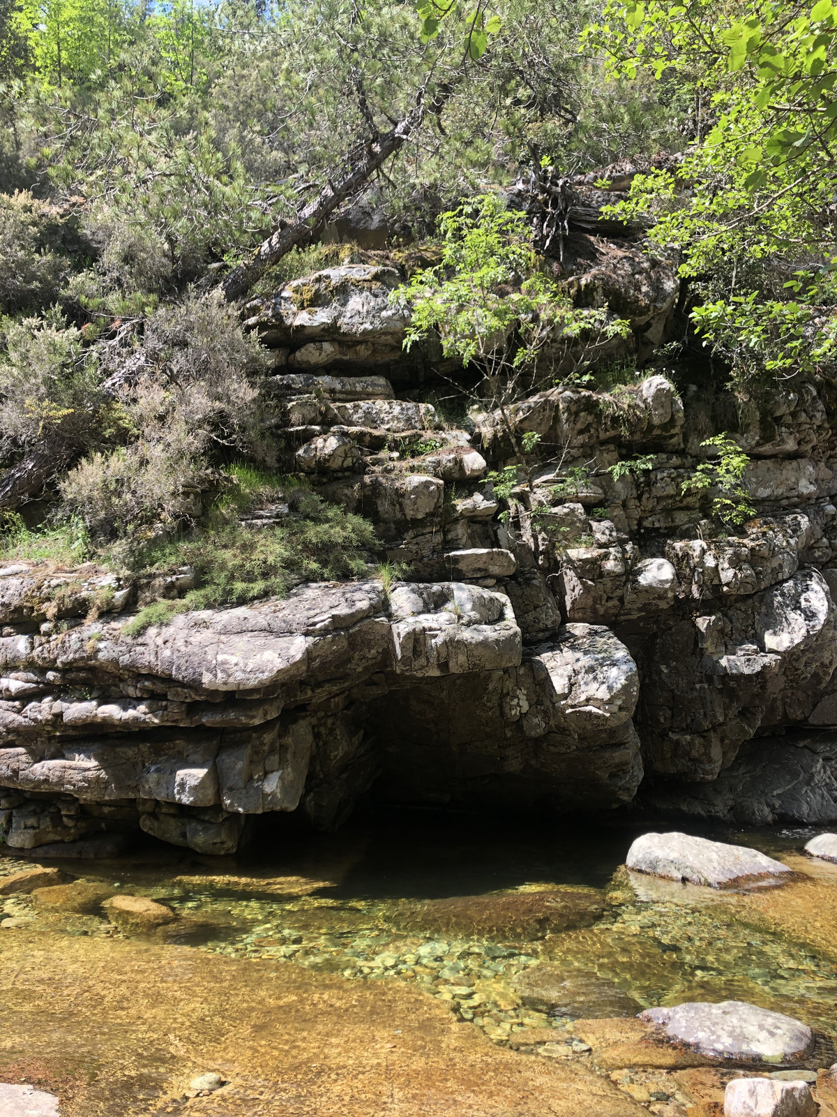 Photo France Corse Forêt d'Aïtone 2021-06 52