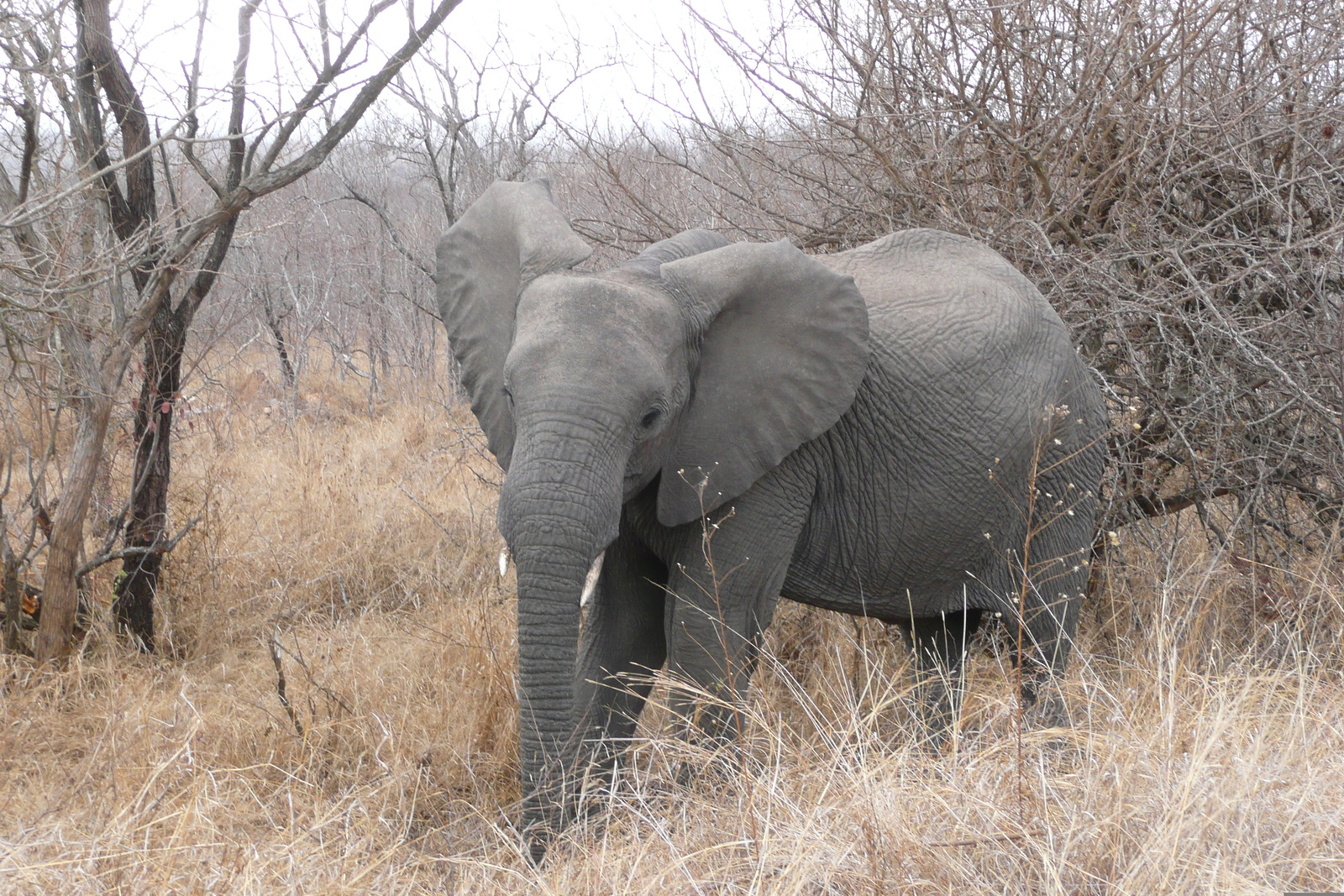 Photo Afrique du Sud Parc National Kruger 2008-09 58