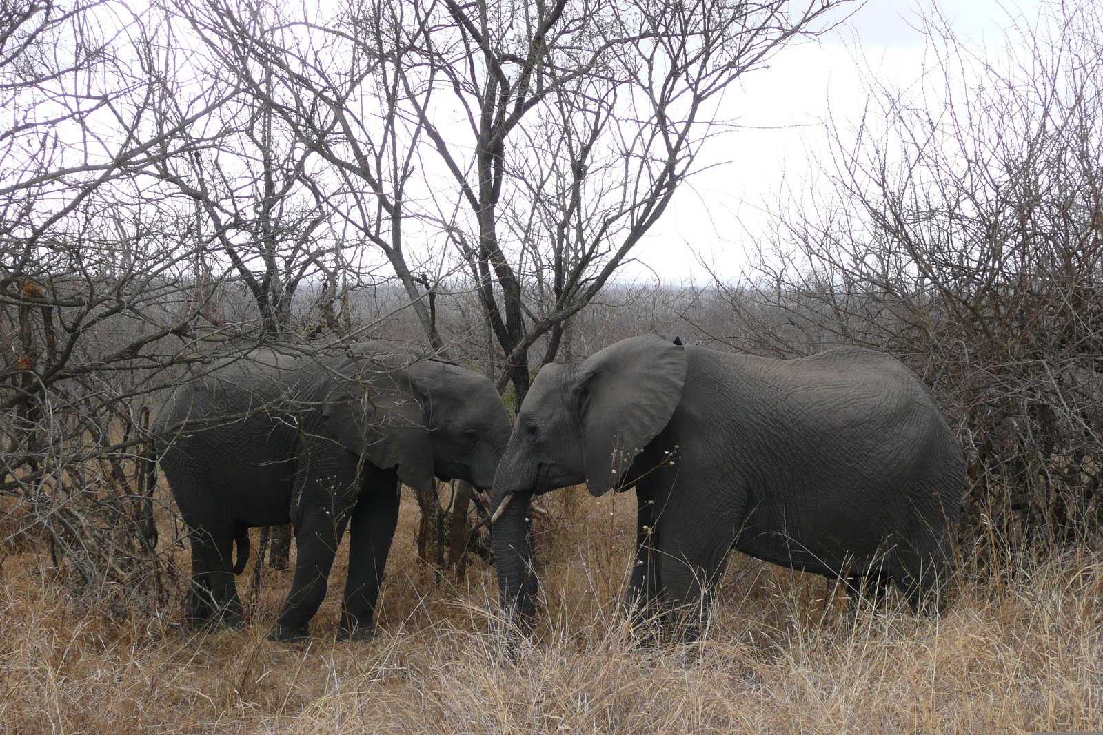 Photo Afrique du Sud Parc National Kruger 2008-09 119