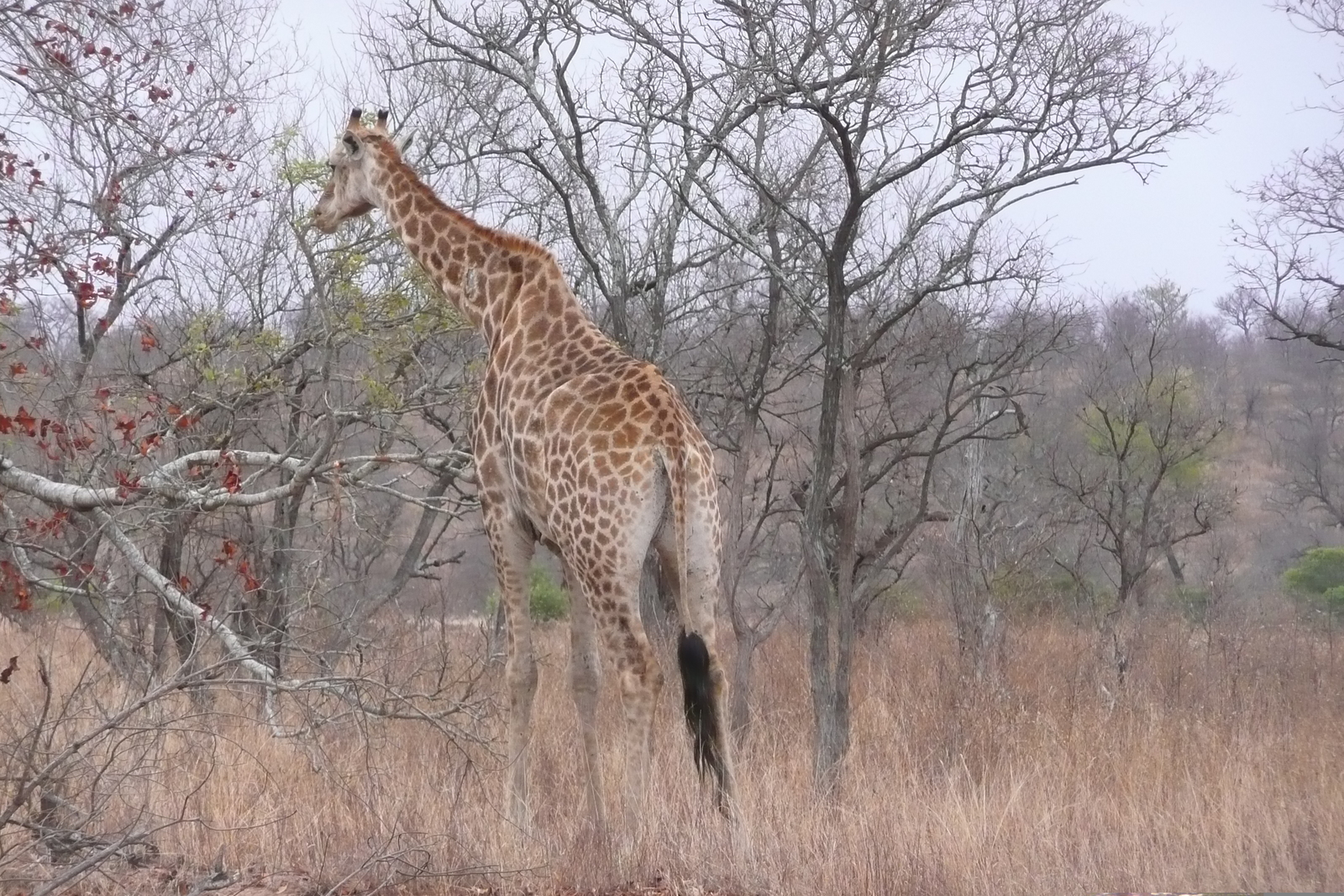 Photo Afrique du Sud Parc National Kruger 2008-09 30