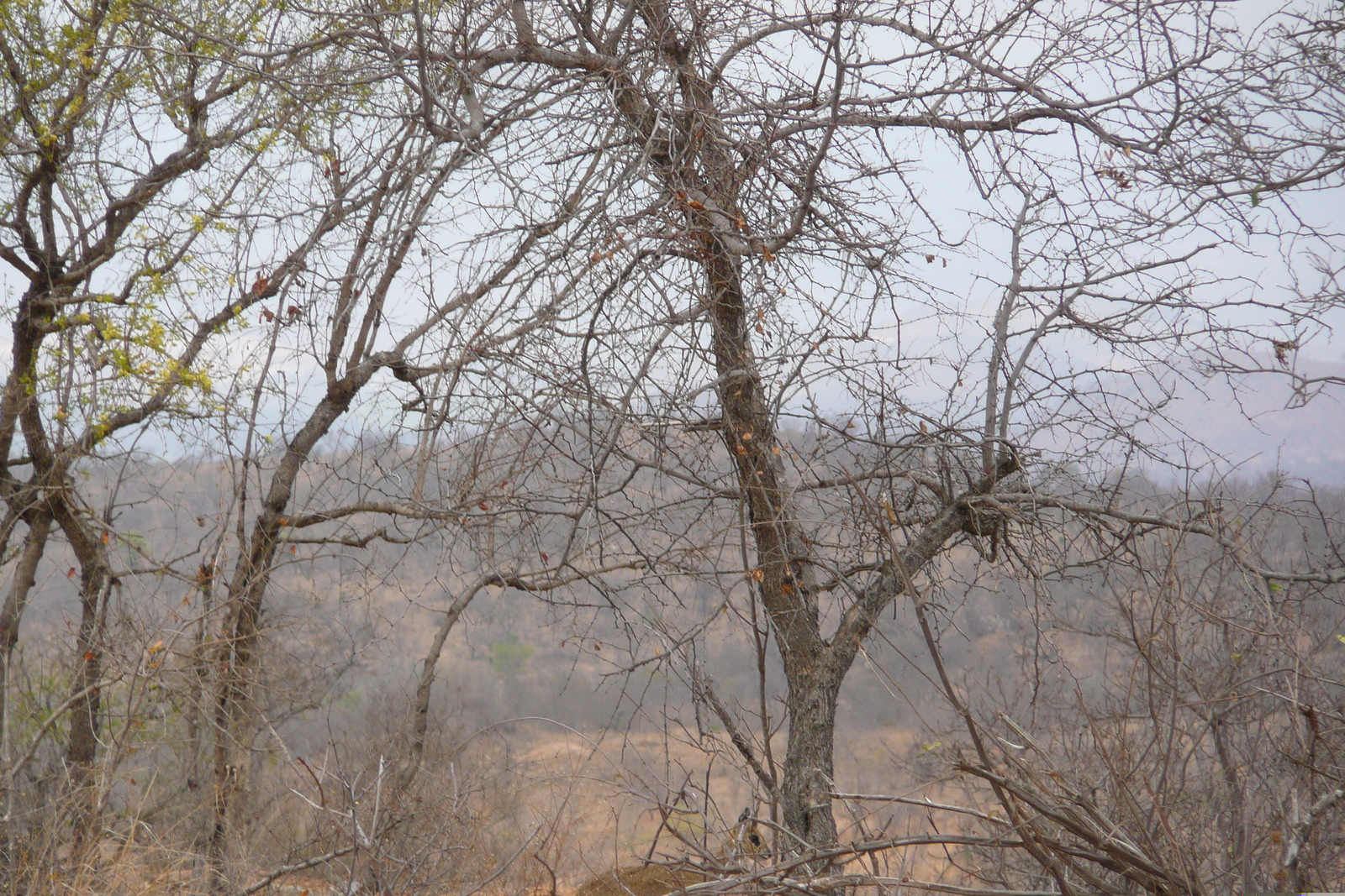 Photo Afrique du Sud Parc National Kruger 2008-09 35