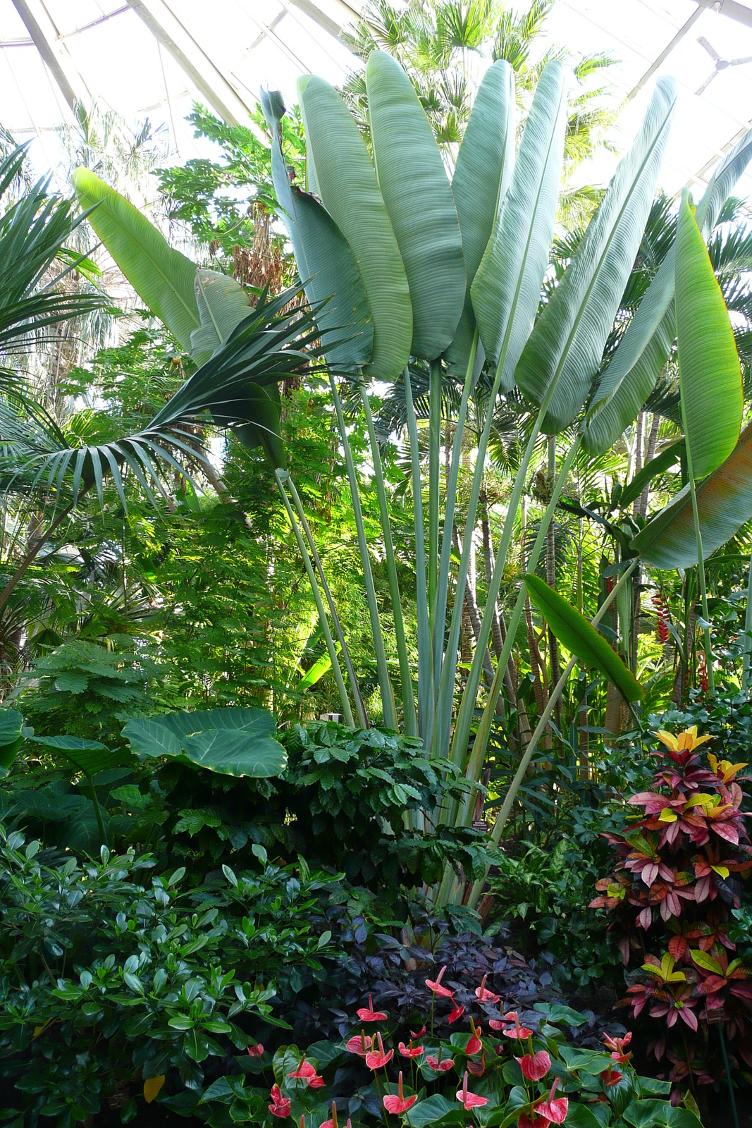 Photo France Nice Parc Phoenix 2007-10 40