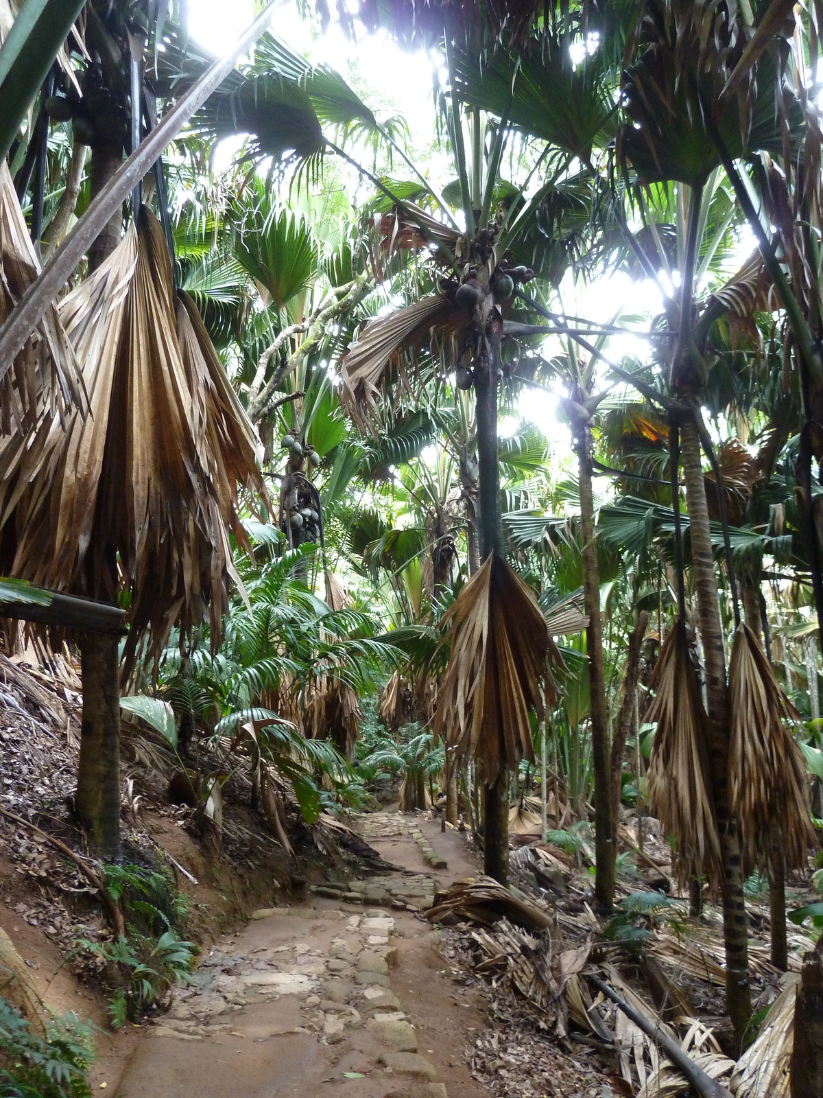 Photo Seychelles Vallée de Mai 2011-10 0