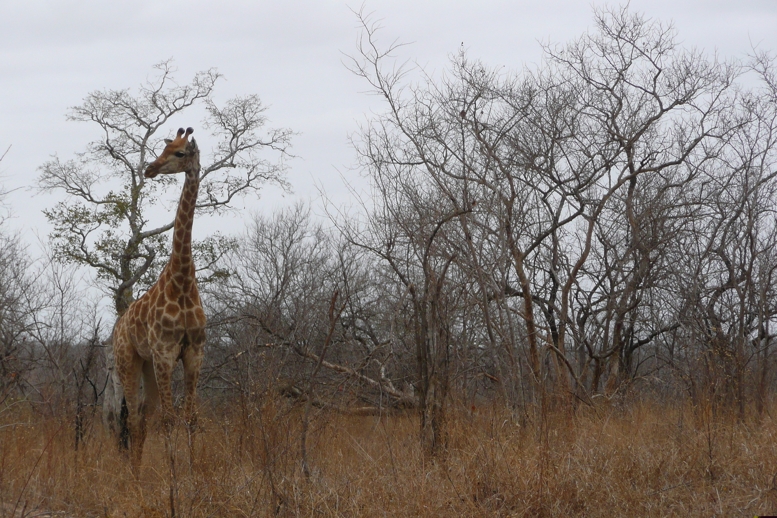 Photo Afrique du Sud Parc National Kruger 2008-09 129