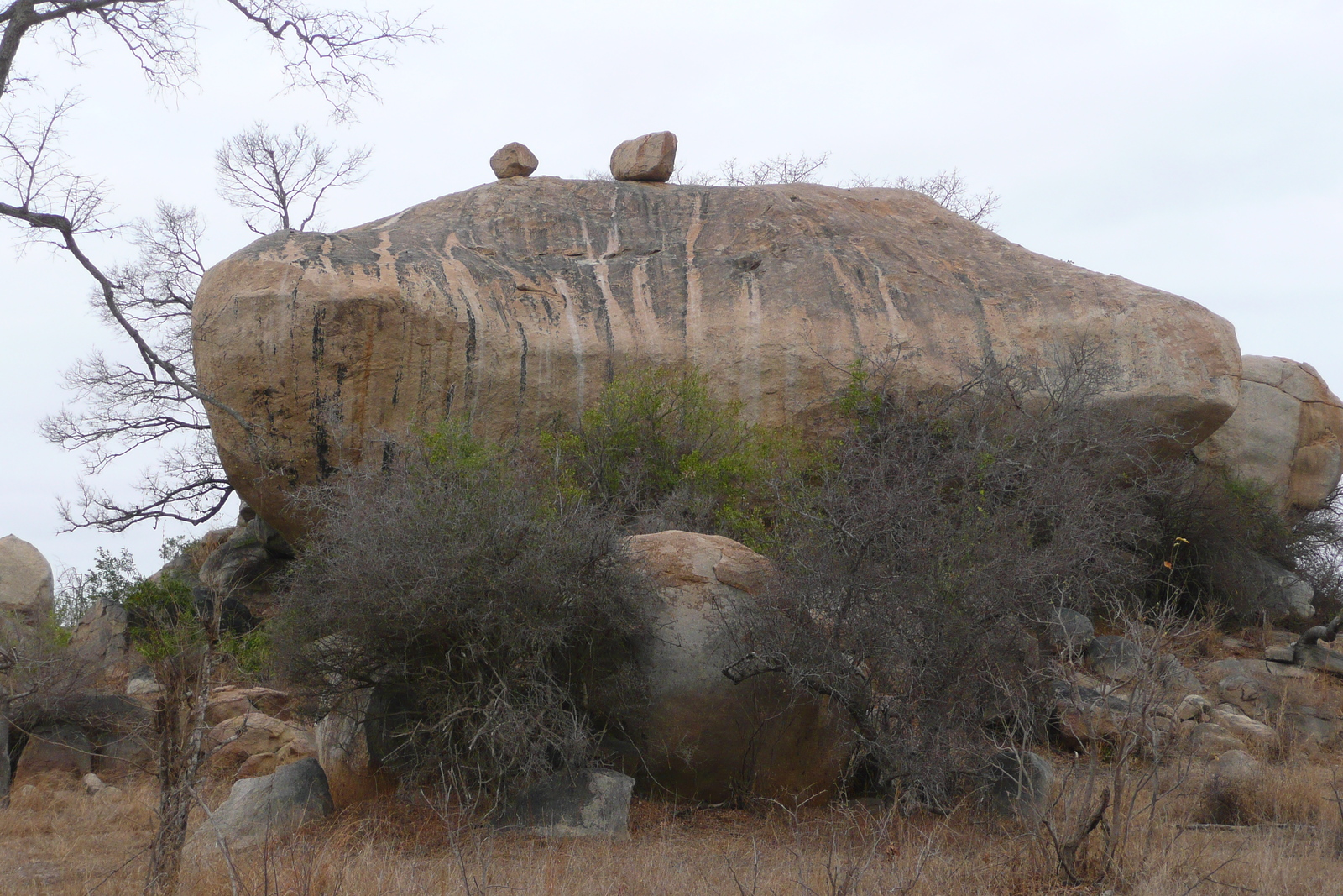 Photo Afrique du Sud Parc National Kruger 2008-09 147