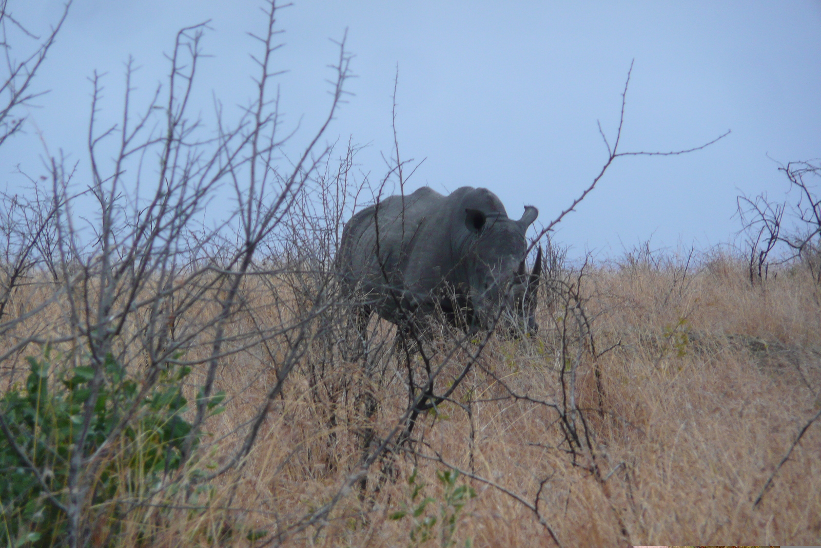 Photo Afrique du Sud Parc National Kruger 2008-09 56