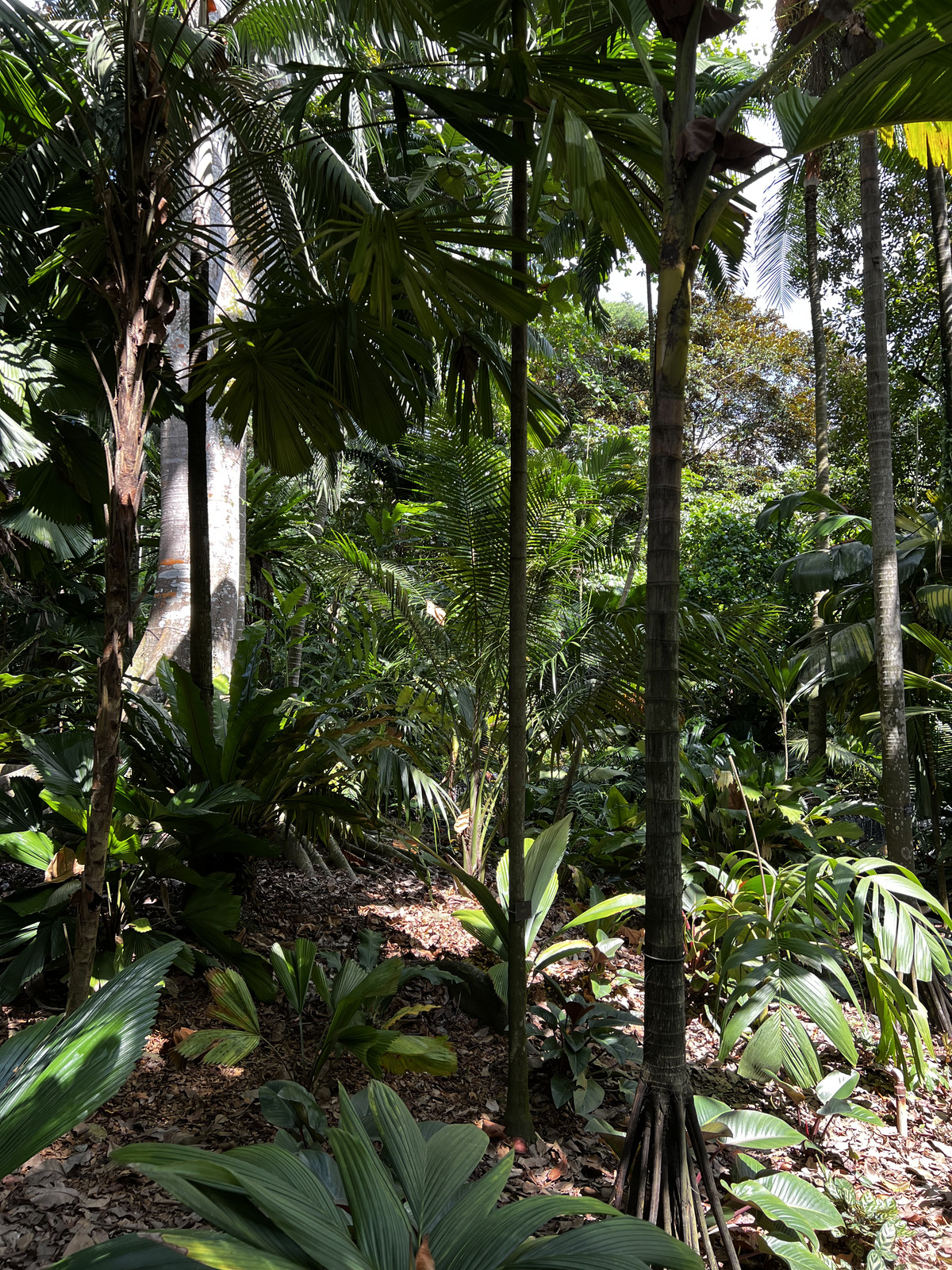 Photo Singapour Jardins botaniques de Singapore 2023-01 22