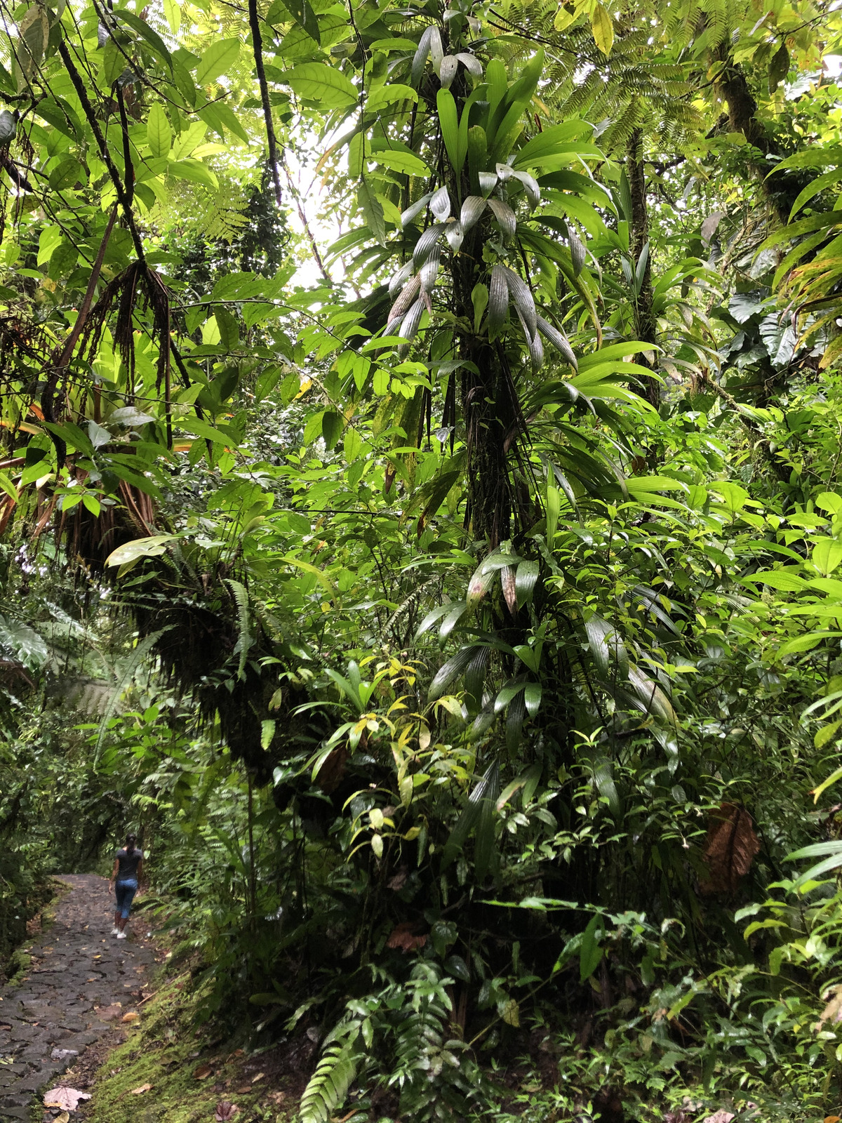 Photo Guadeloupe Chute du Carbet 2021-02 32